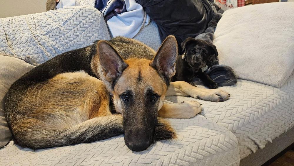 Ted, a Adoptable German Shepherd Dog in TULSA, OK image 1/5