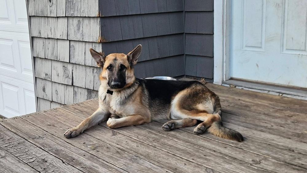Ted, a Adoptable German Shepherd Dog in TULSA, OK image 2/5