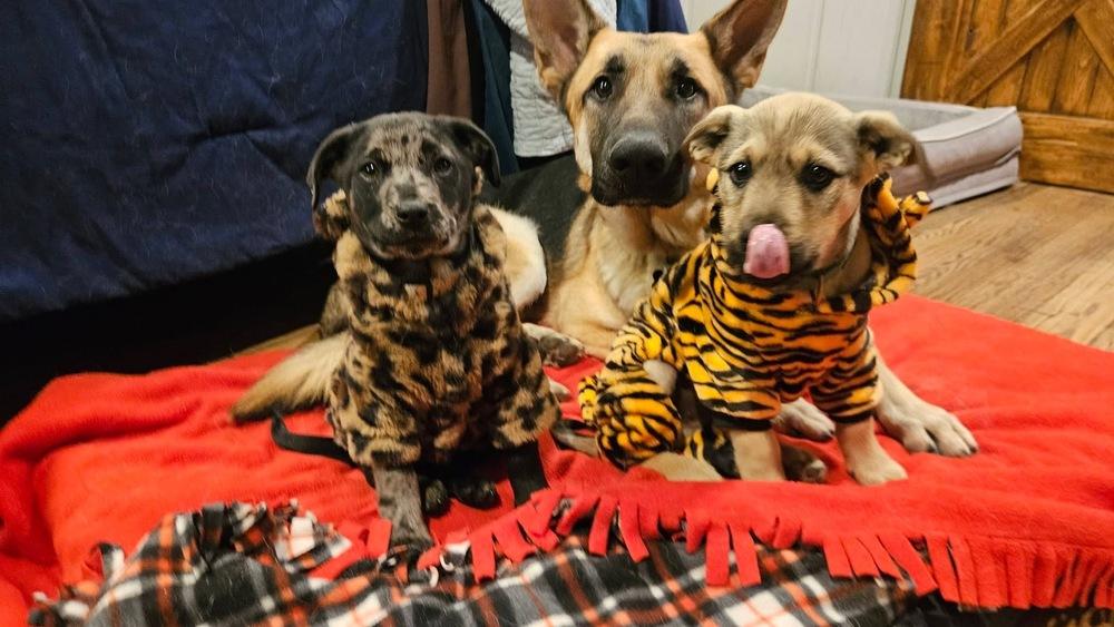 Ted, a Adoptable German Shepherd Dog in TULSA, OK image 3/5