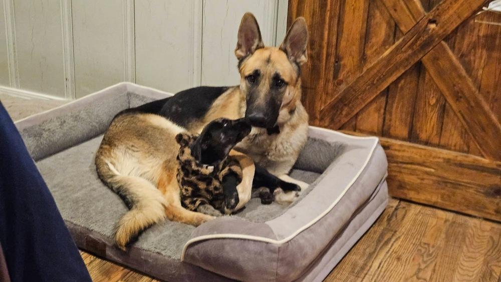 Ted, a Adoptable German Shepherd Dog in TULSA, OK image 4/5