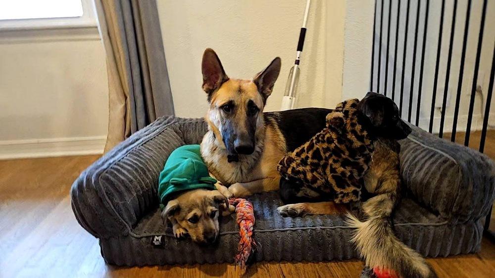 Ted, a Adoptable German Shepherd Dog in TULSA, OK image 5/5