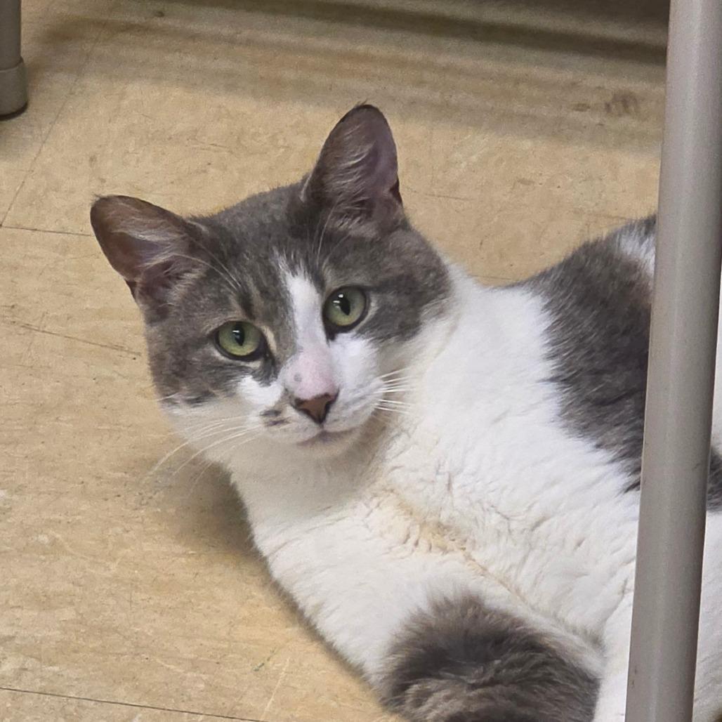 Viper, Adoptable, Young Male Domestic Short Hair.
