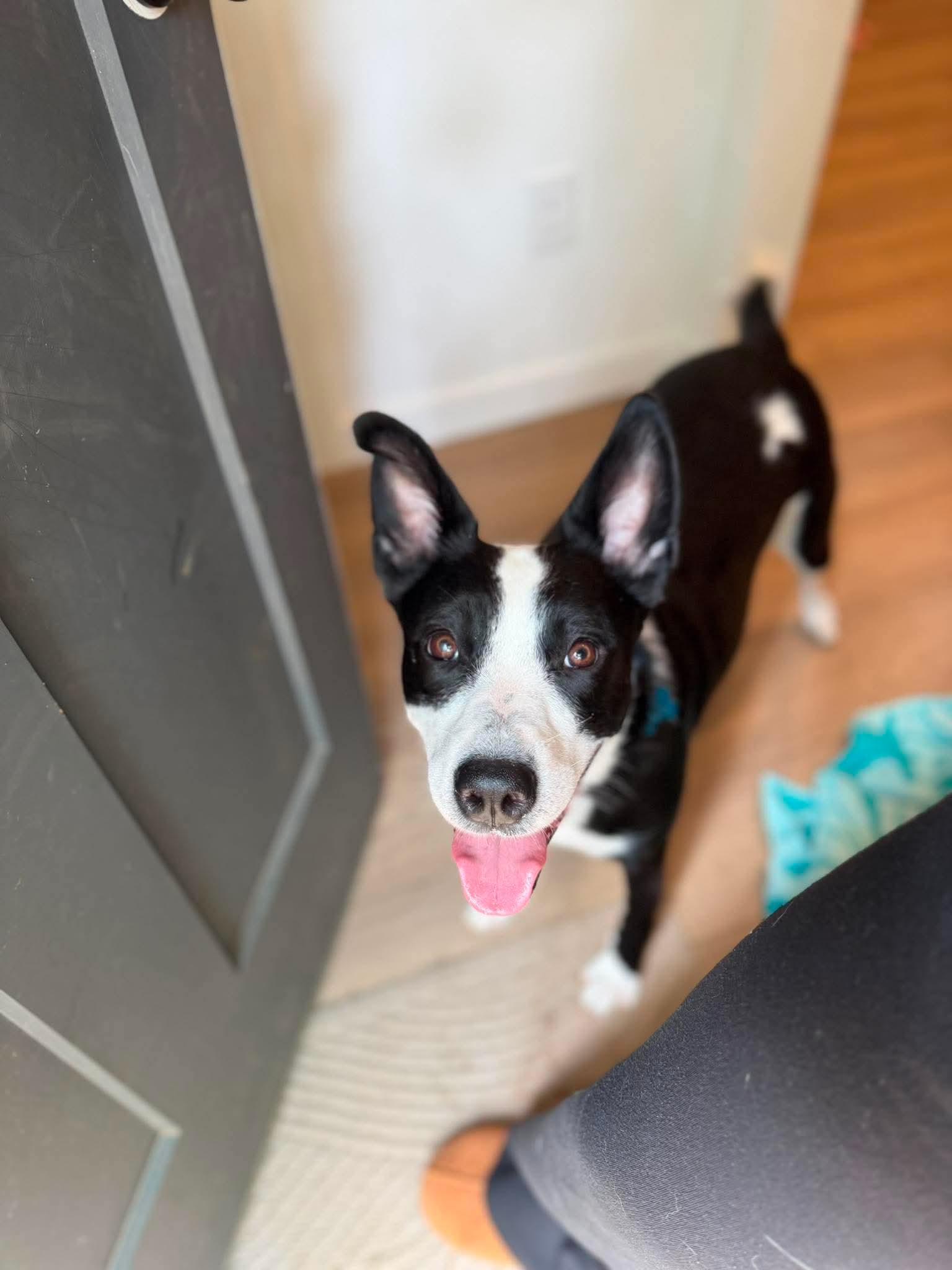 Luna (Lu), a Adoptable mixed breed in Fort Worth, TX image 2/6