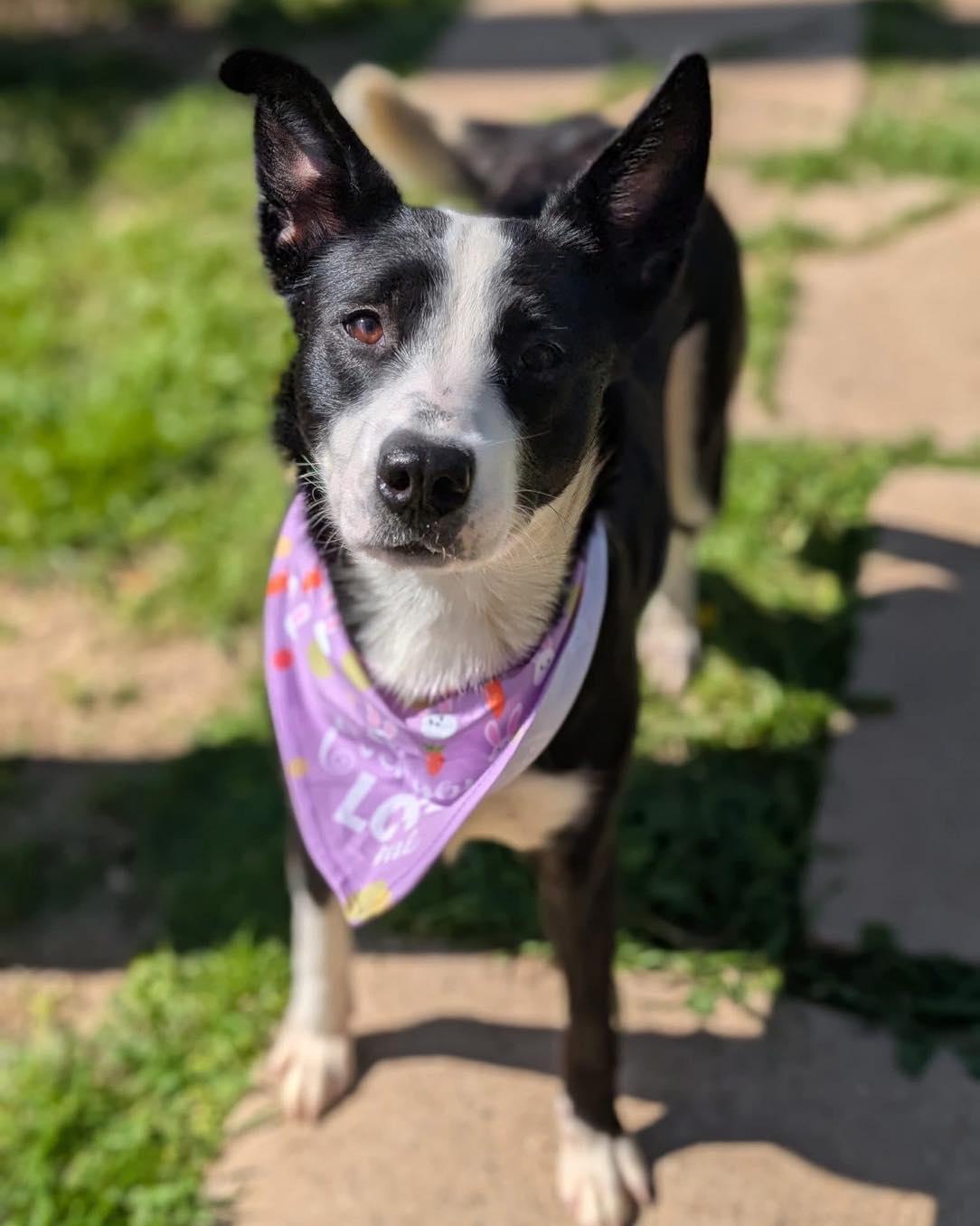 Luna (Lu), a Adoptable mixed breed in Fort Worth, TX image 3/6