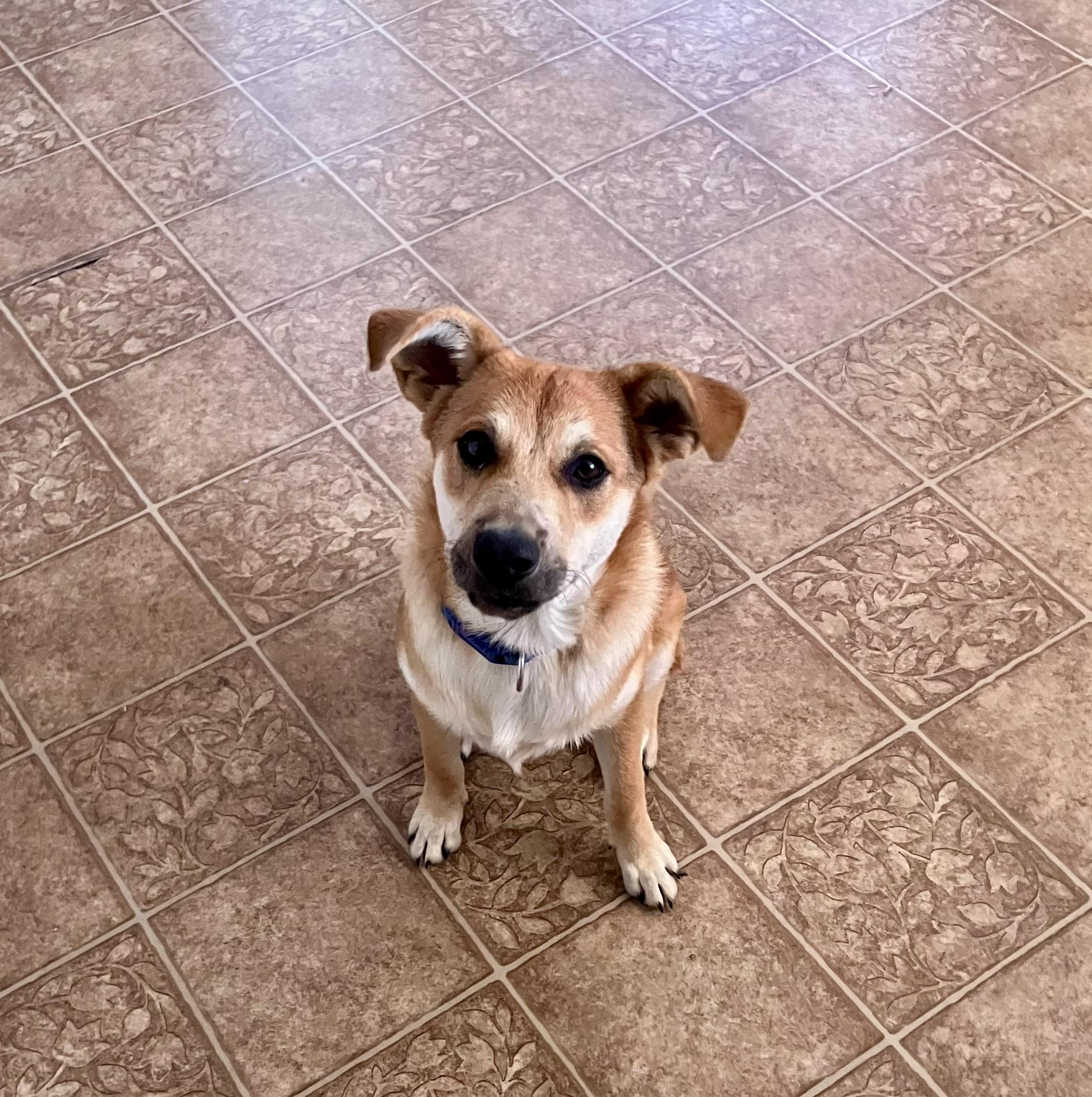 Enlarge Max, a Adoptable Carolina Dog in Loogootee, IN image 1/1