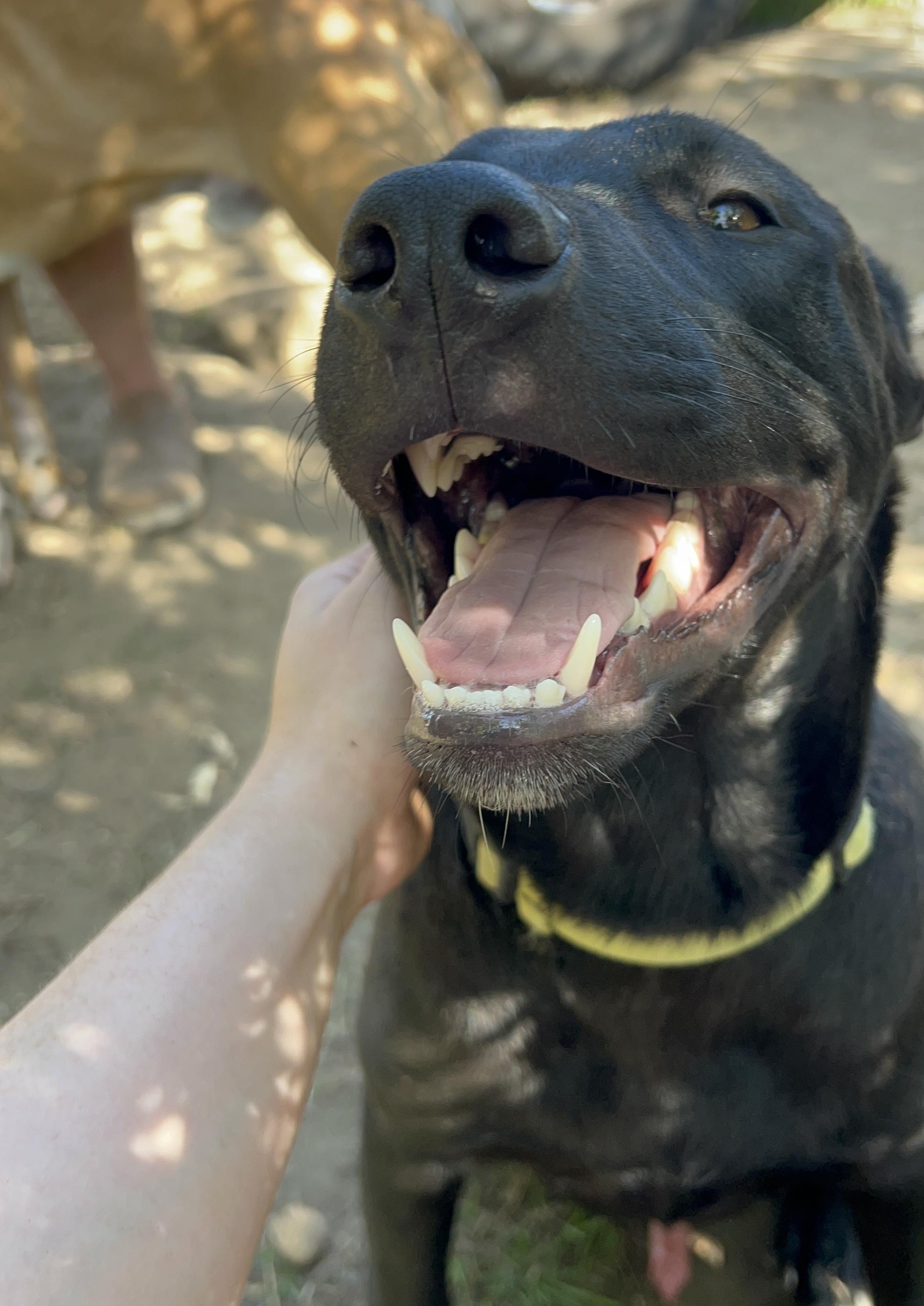 Elias, a Adoptable mixed breed in Van Nuys , CA image 3/6
