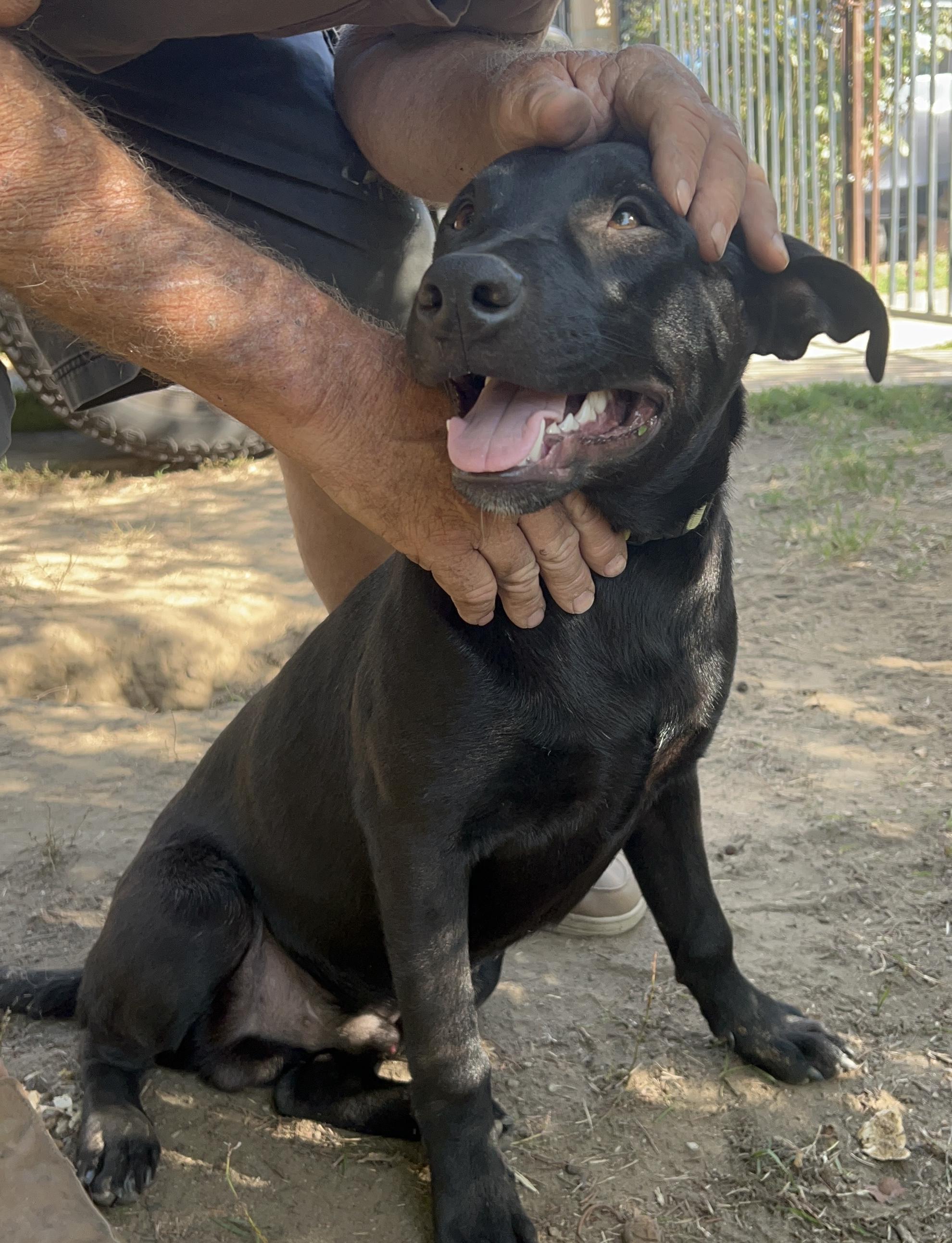 Elias, a Adoptable mixed breed in Van Nuys , CA image 1/6