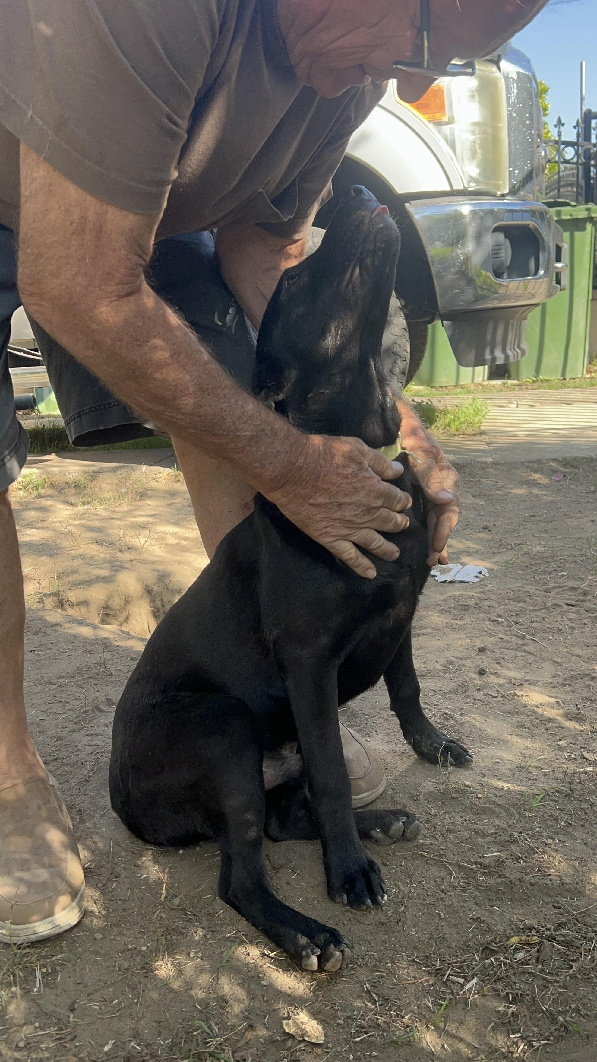 Elias, a Adoptable mixed breed in Van Nuys , CA image 5/6