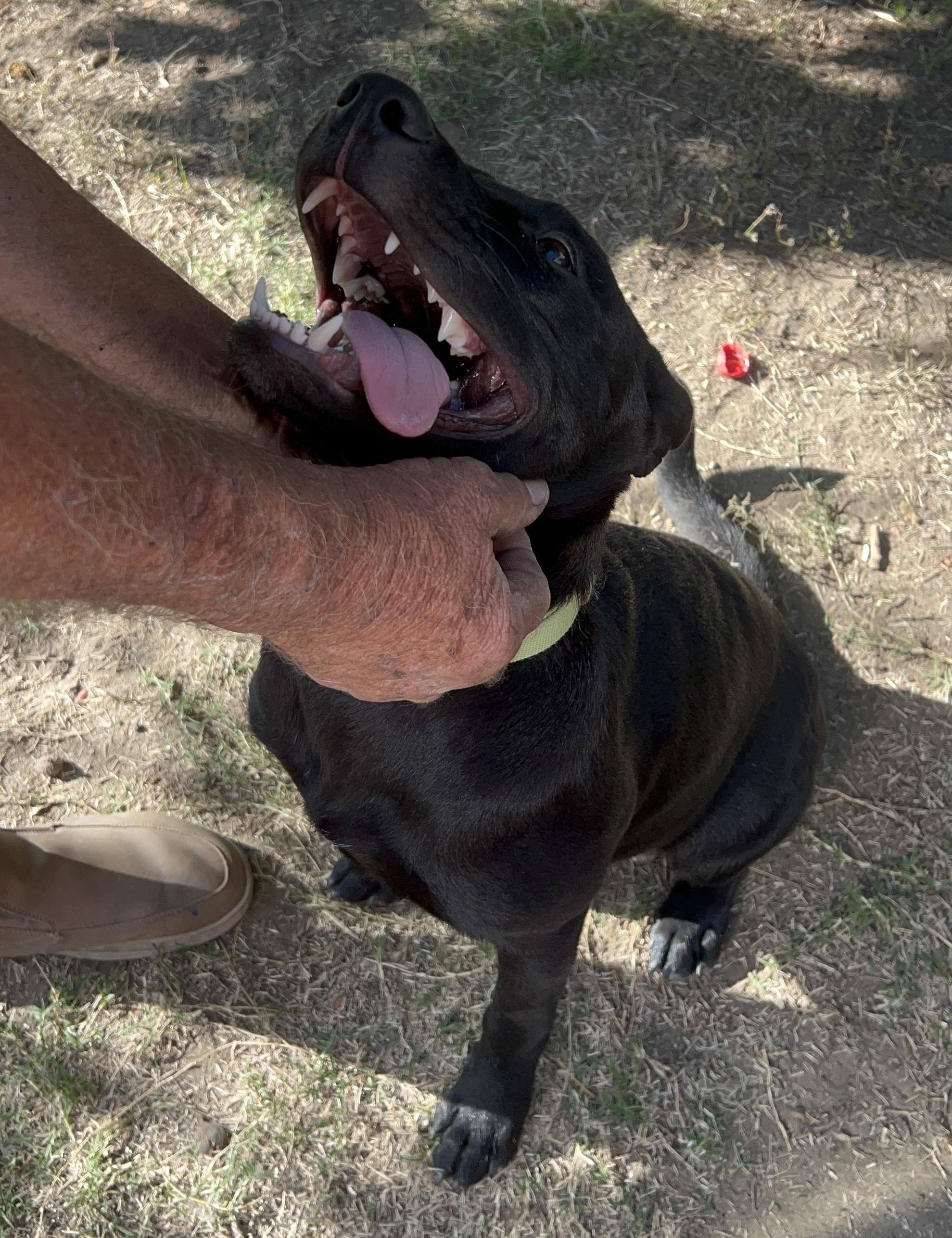 Elias, a Adoptable mixed breed in Van Nuys , CA image 6/6