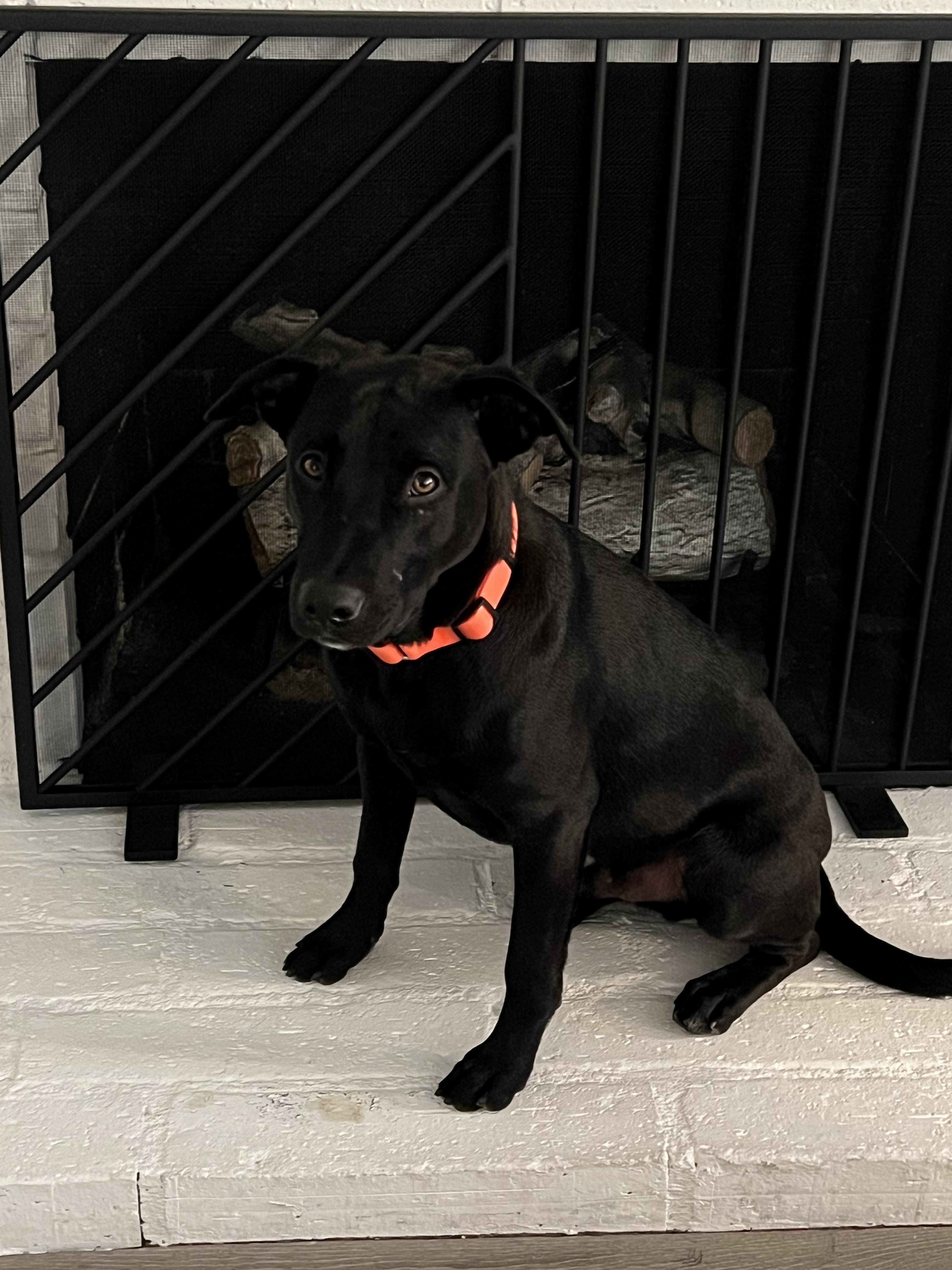 Elias, Adoptable, Young Male German Shepherd Dog & Labrador Retriever.