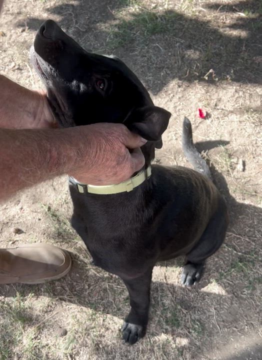 Enlarge Elias, a Adoptable mixed breed in Van Nuys , CA video 4/6