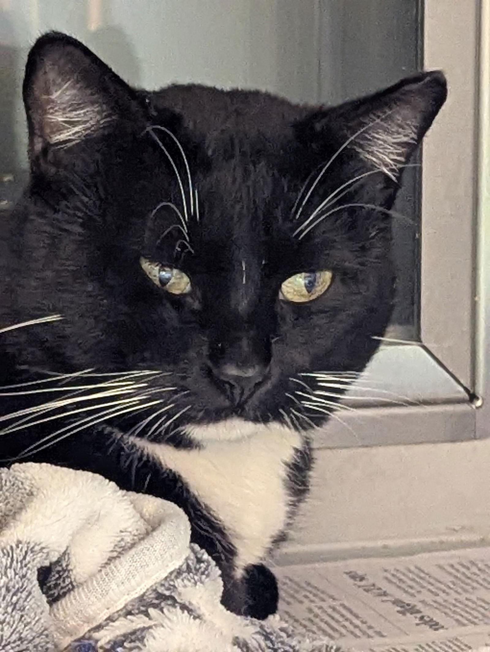 Enlarge Collin, a Adoptable Domestic Short Hair in Rowlett, TX image 1/3