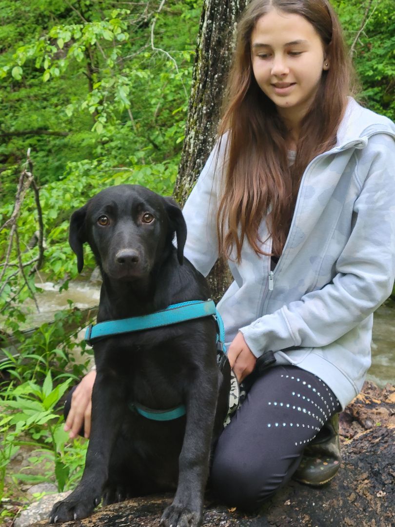 Mack, a Adoptable mixed breed in Washburn, TN image 2/3