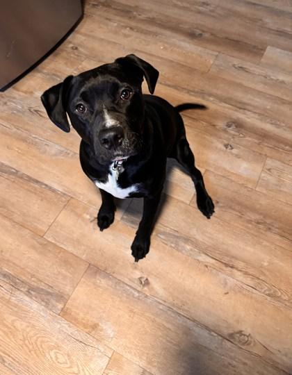 Bohdi FKA Wiggles, a Adoptable mixed breed in Pendleton, OR image 1/3