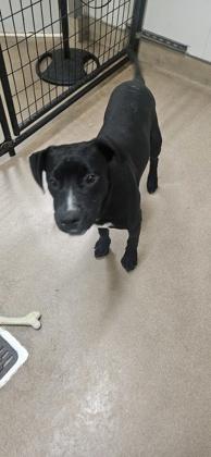 Bohdi FKA Wiggles, a Adoptable mixed breed in Pendleton, OR image 2/3