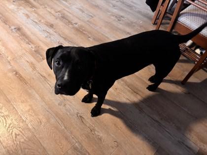 Bohdi FKA Wiggles, a Adoptable mixed breed in Pendleton, OR image 3/3