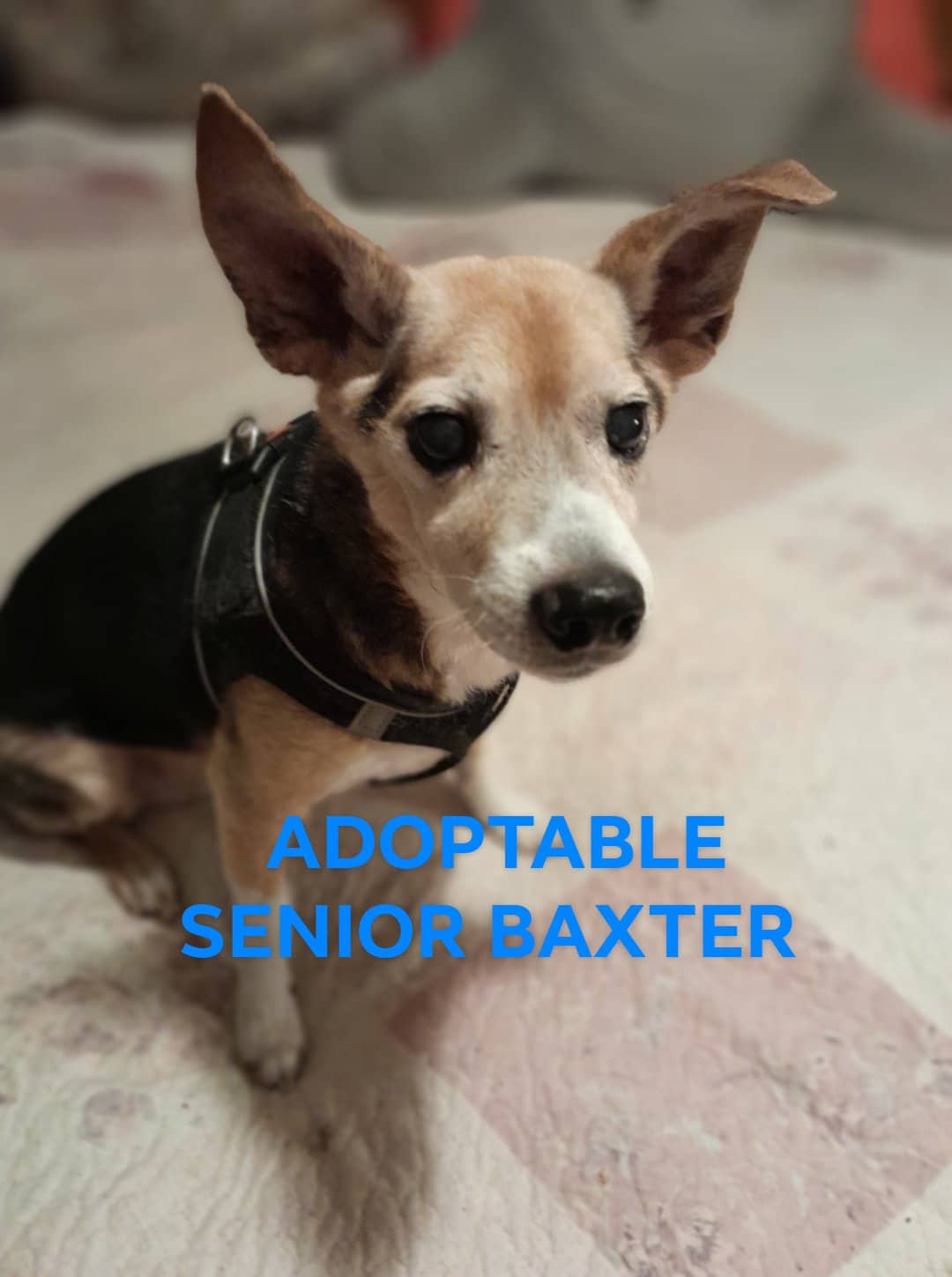 Enlarge Baxter, a Adoptable mixed breed in Hollywood, FL image 1/1