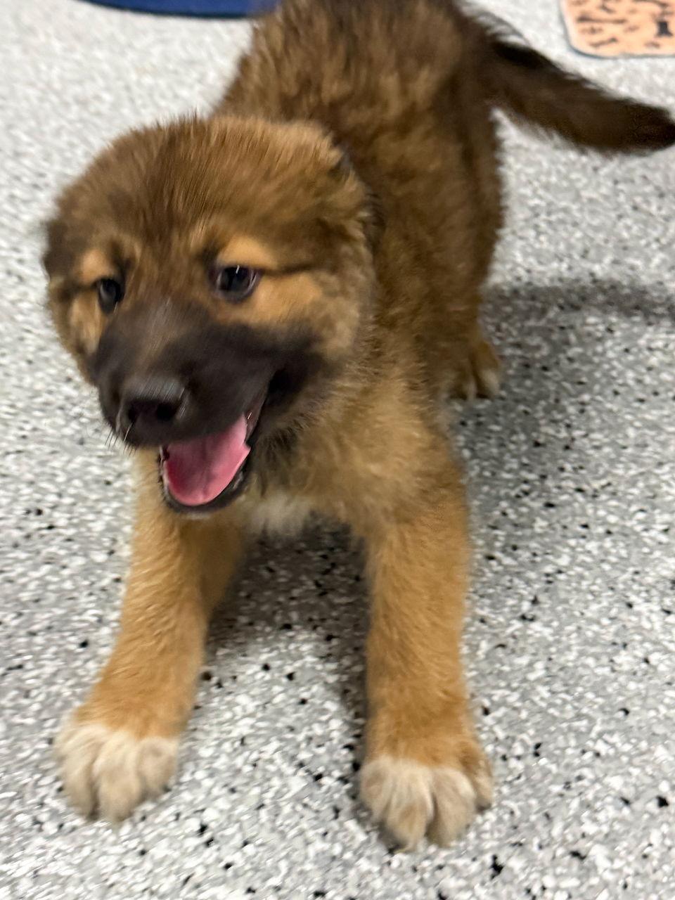 Enlarge Bandit, a Adopted mixed breed in GILBERTS, IL image 1/2