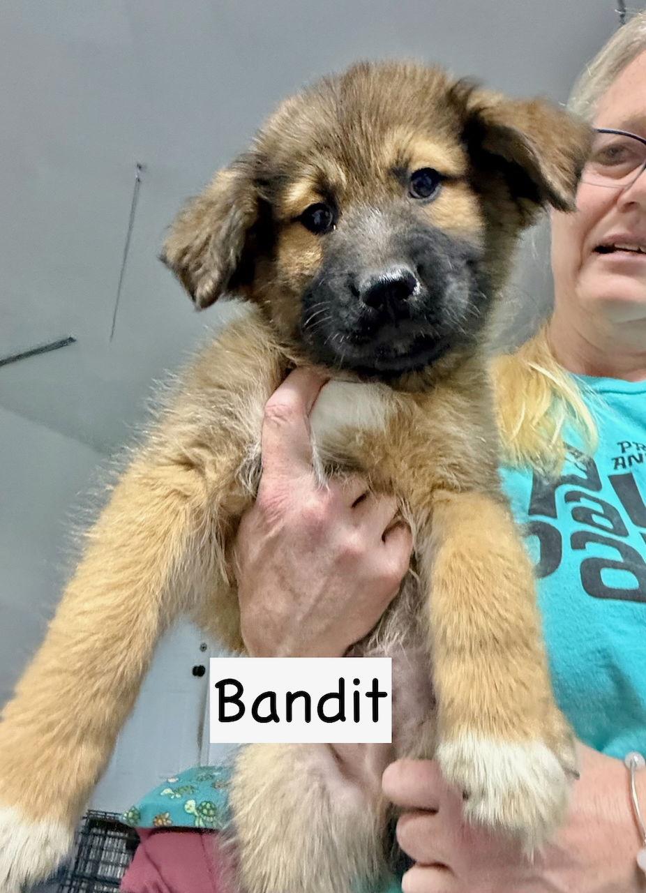 Enlarge Bandit, a Adopted mixed breed in GILBERTS, IL image 2/2
