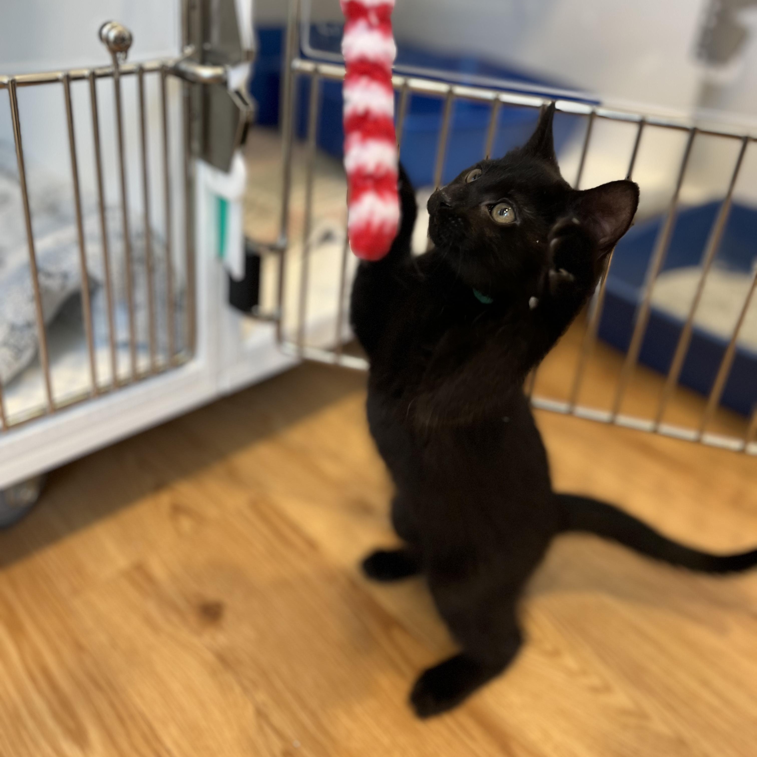 Study, adopted, Kitten Female American Shorthair.