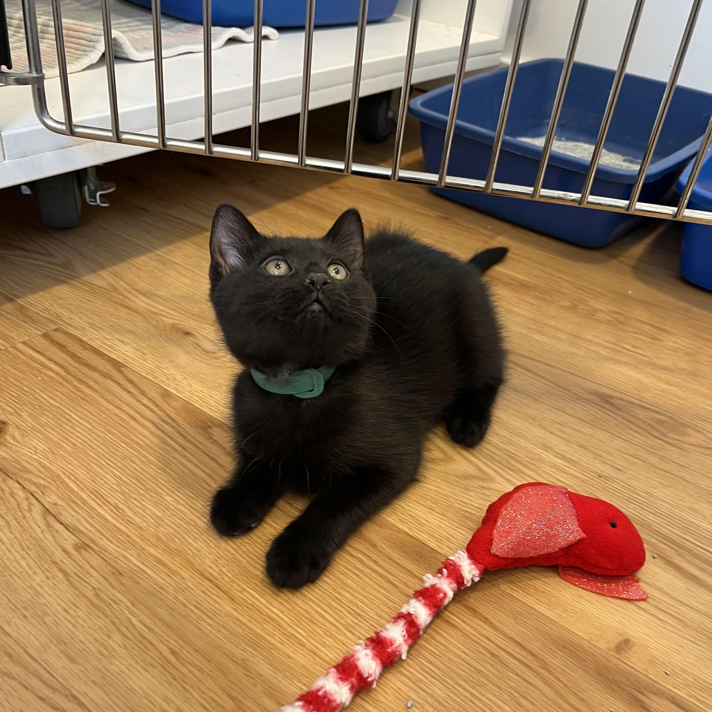Enlarge Study, a ADOPTABLE American Shorthair in Hull, MA image 4/4