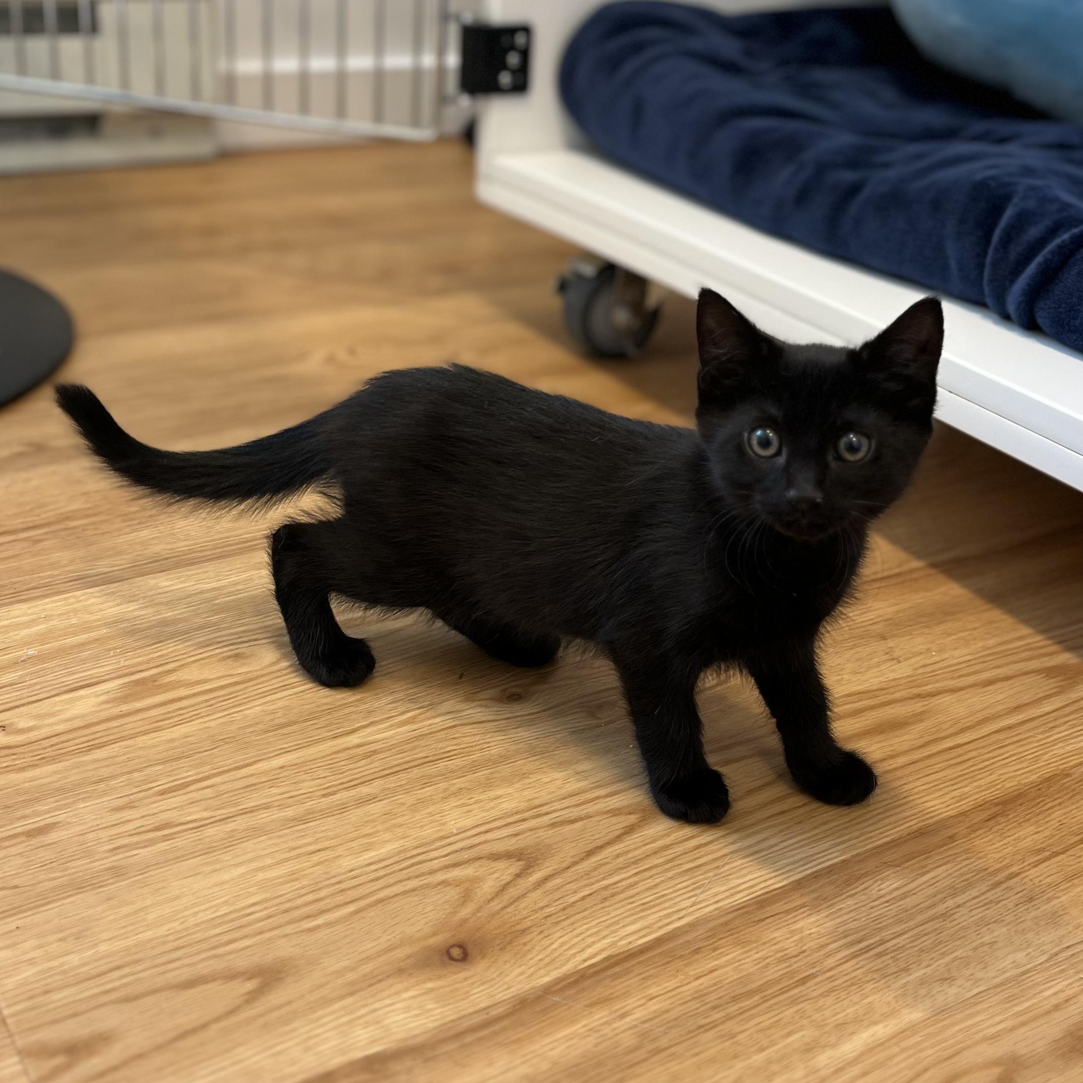 Enlarge Study, a ADOPTABLE American Shorthair in Hull, MA image 3/4