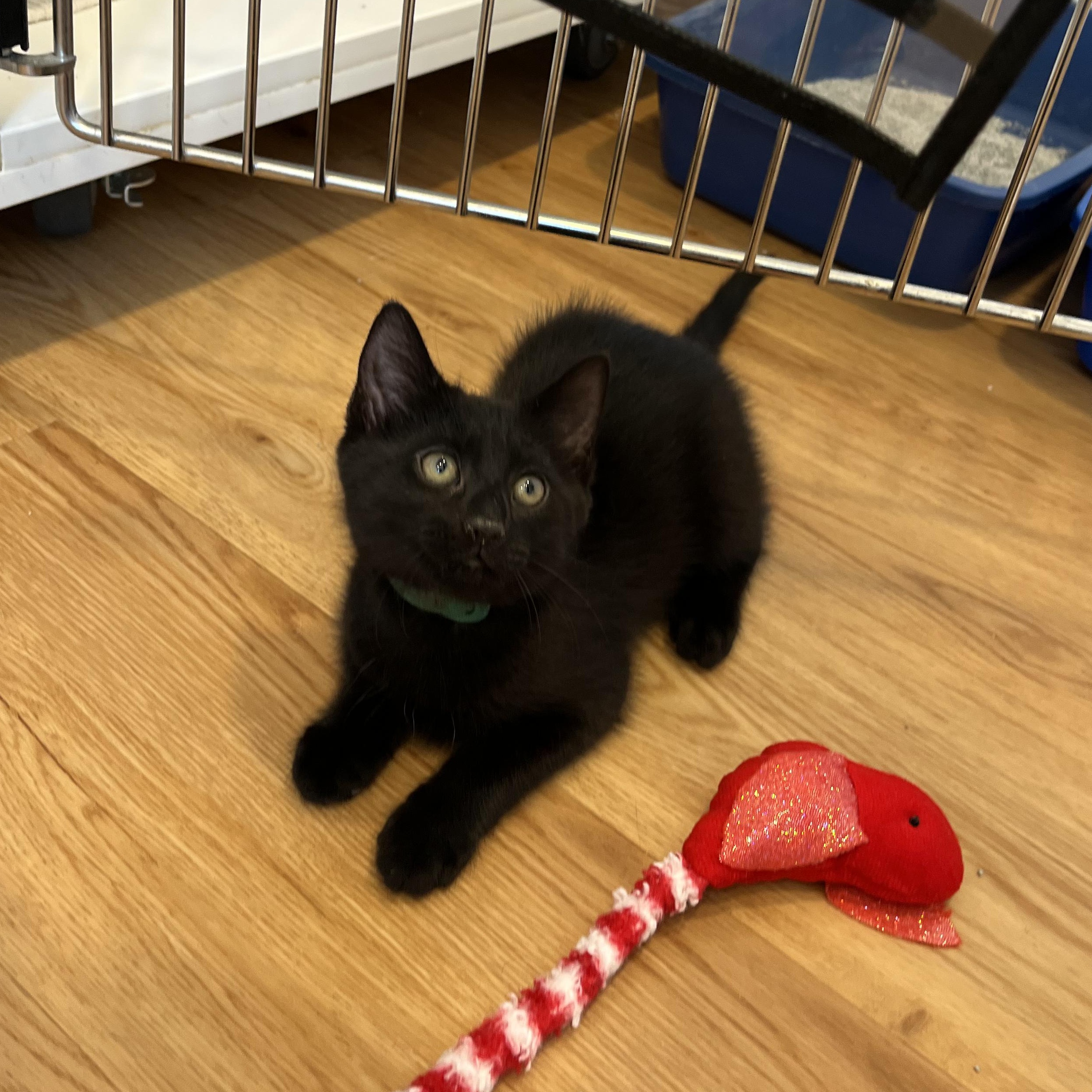 Enlarge Study, a ADOPTABLE American Shorthair in Hull, MA image 2/4