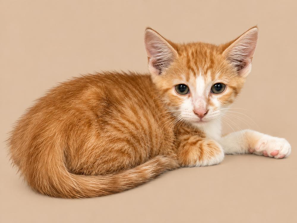 Enlarge Silent Bob, a Adoptable Domestic Short Hair in Emerald Isle, NC image 1/1
