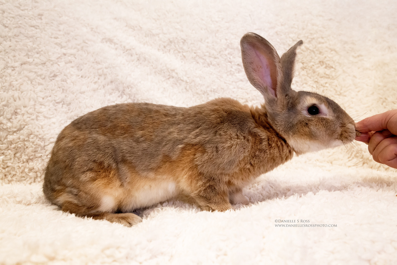 Enlarge Shiloh, a Adoptable mixed breed in Oxford, GA image 1/8