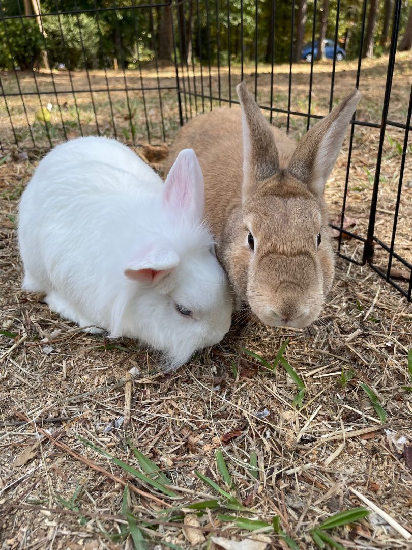Enlarge Shiloh, a Adoptable mixed breed in Oxford, GA image 2/8