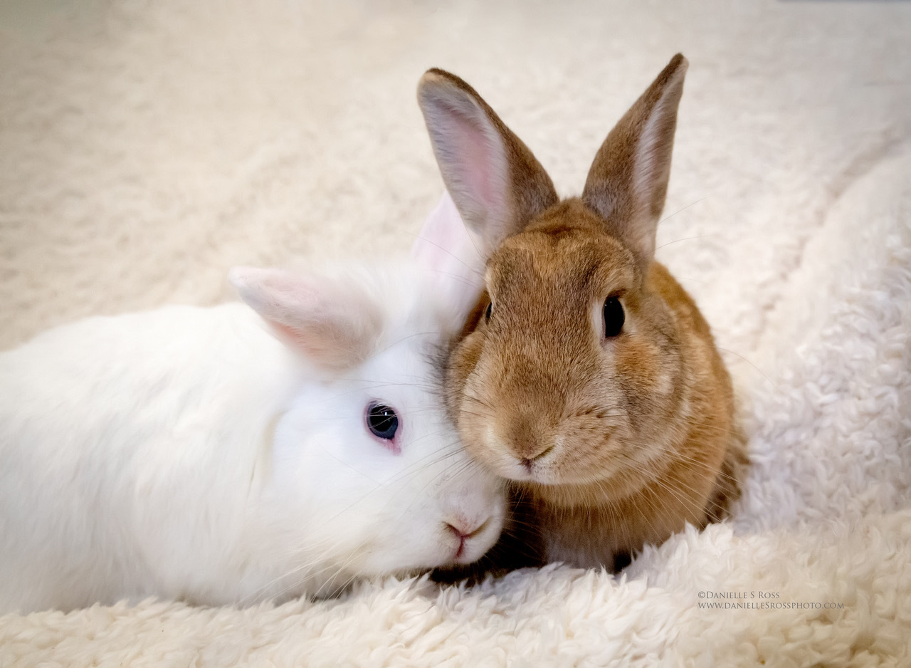 Enlarge Shiloh, a Adoptable mixed breed in Oxford, GA image 4/8