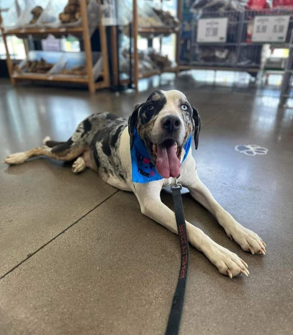Enlarge Ernie, a ADOPTABLE Catahoula Leopard Dog in Colleyville, TX image 2/5