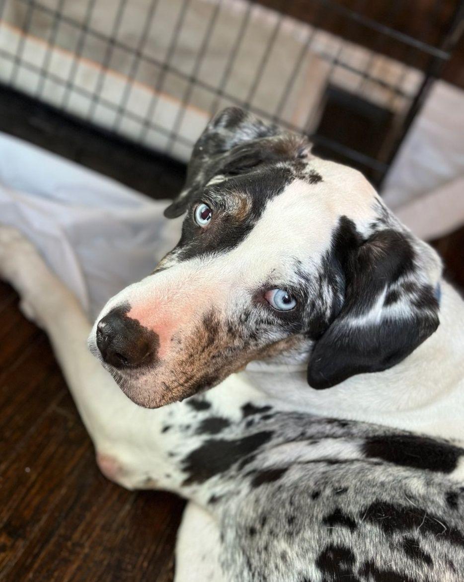 Enlarge Ernie, a ADOPTABLE Catahoula Leopard Dog in Colleyville, TX image 5/5
