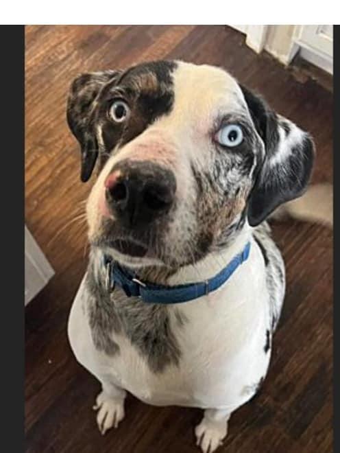 Ernie, ADOPTABLE, Adult Male Catahoula Leopard Dog.