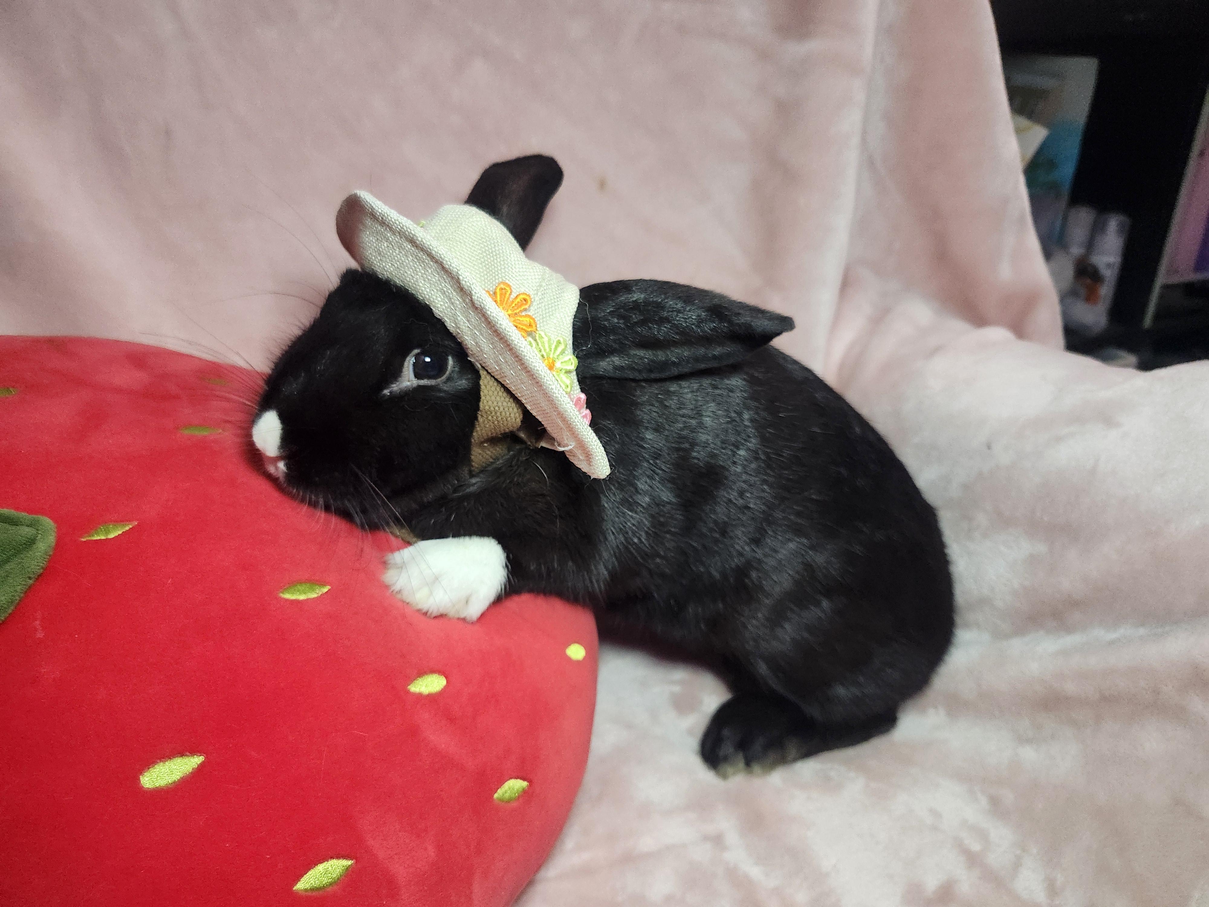 Reign, a ADOPTABLE mixed breed in West Chester, OH image 1/6