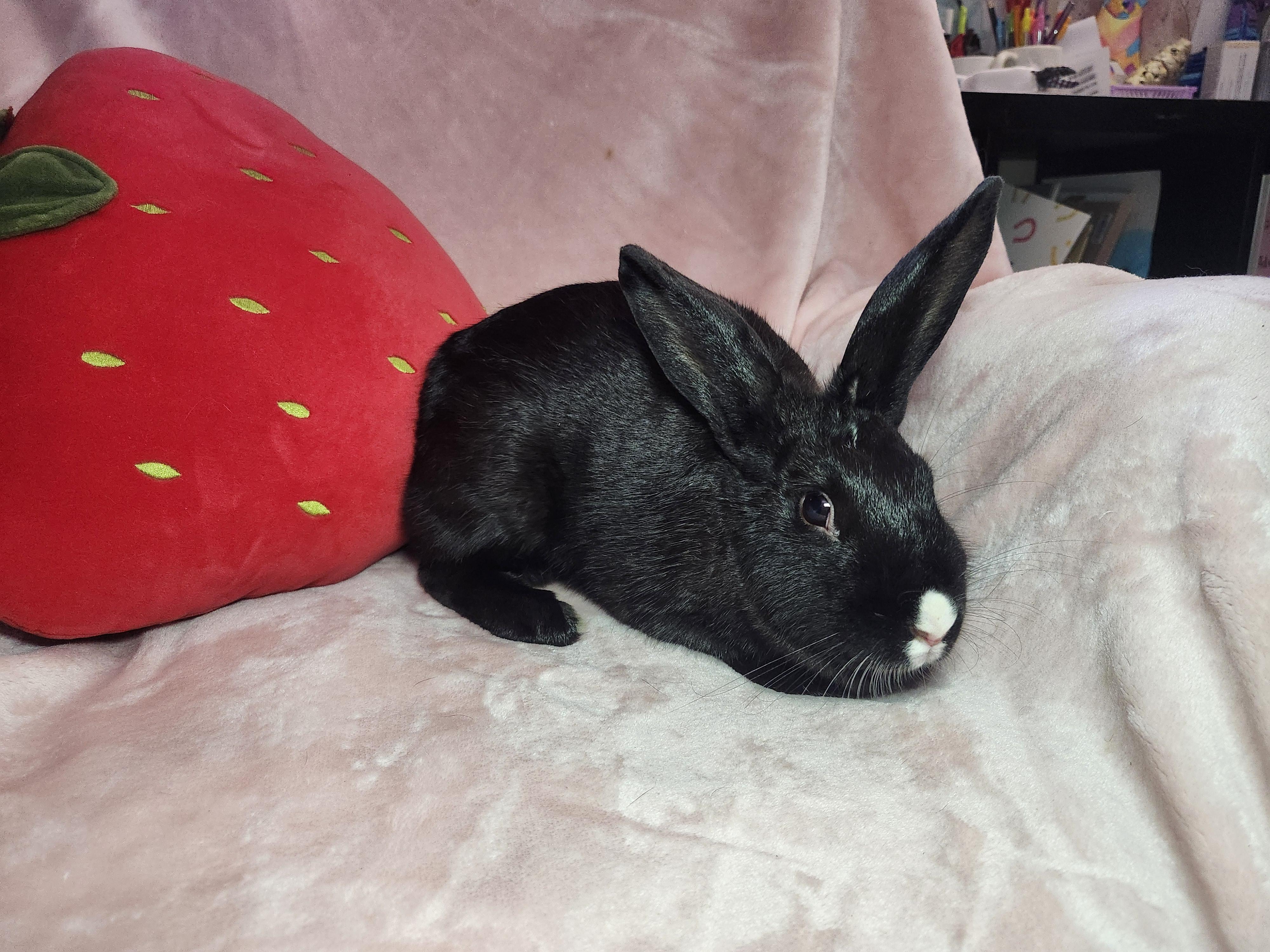 Reign, a ADOPTABLE mixed breed in West Chester, OH image 3/6