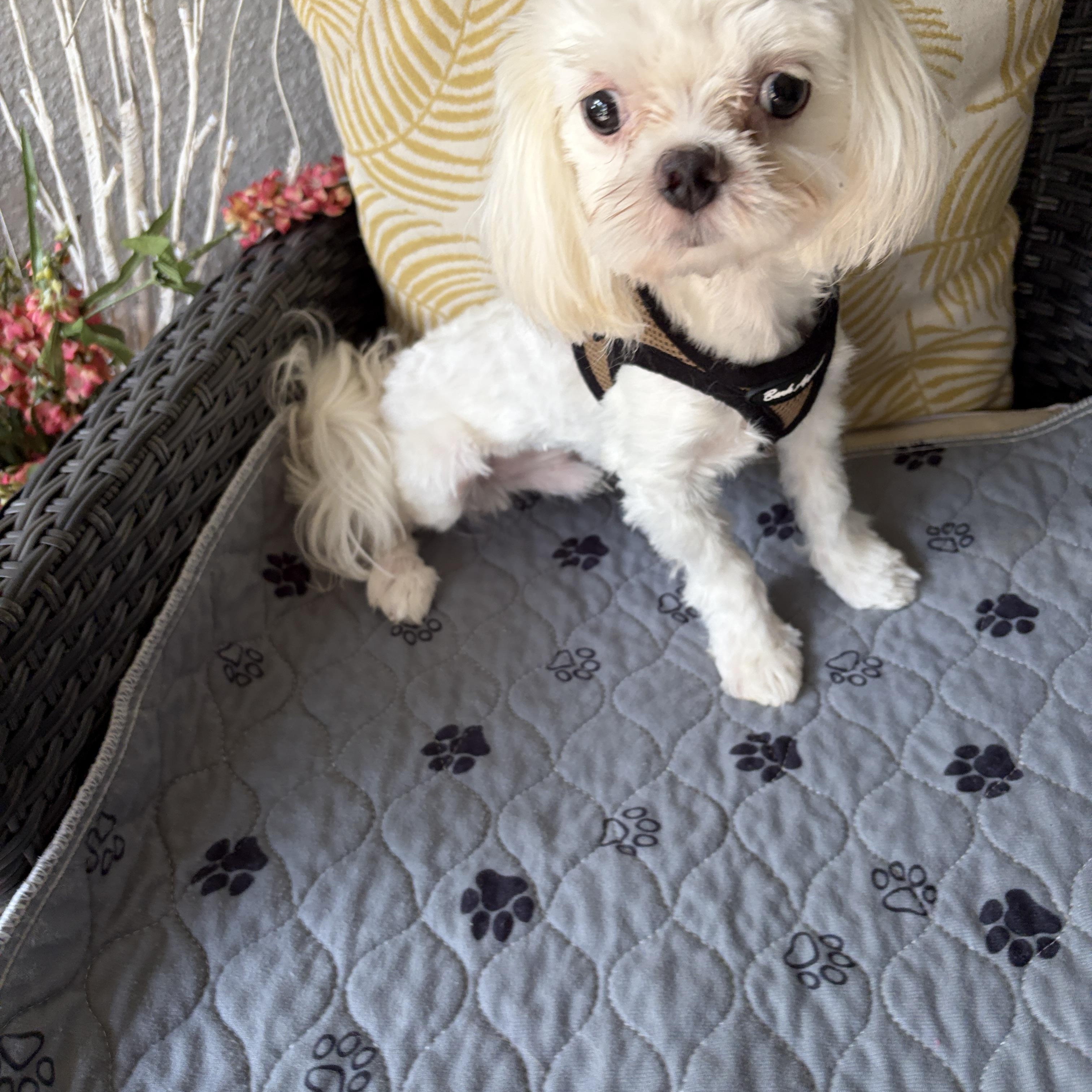 Enlarge Humphrey, a Adopted Maltese in Maitland, FL image 2/3