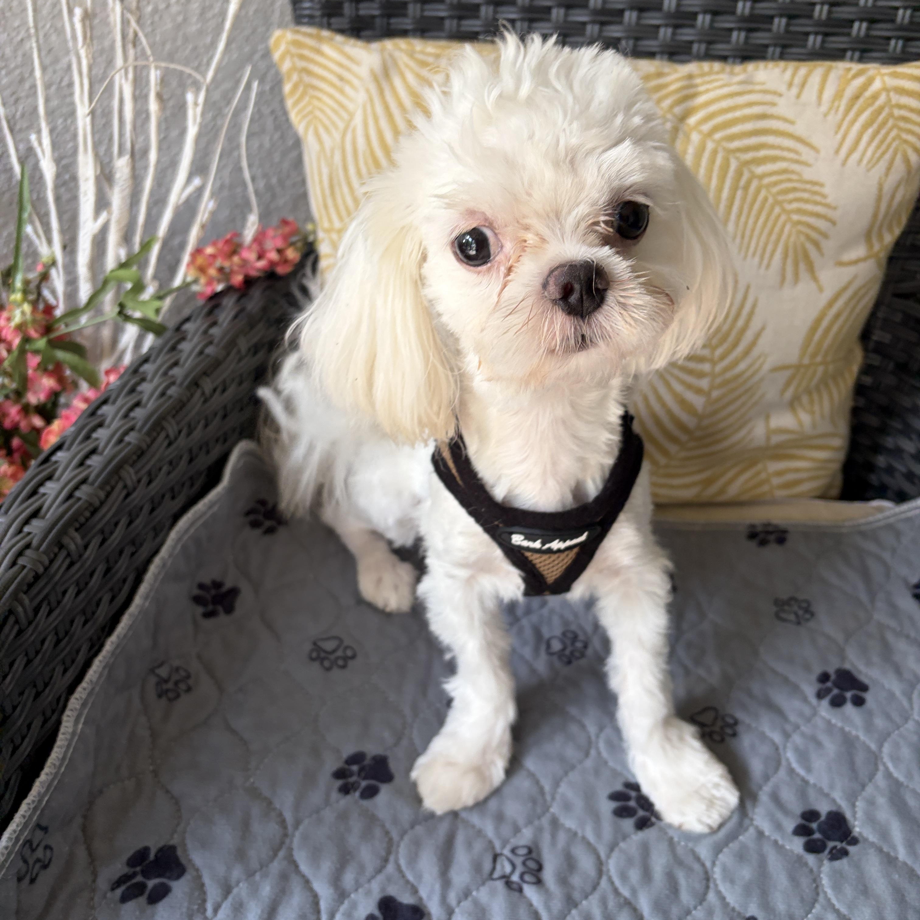 Enlarge Humphrey, a Adopted Maltese in Maitland, FL image 3/3