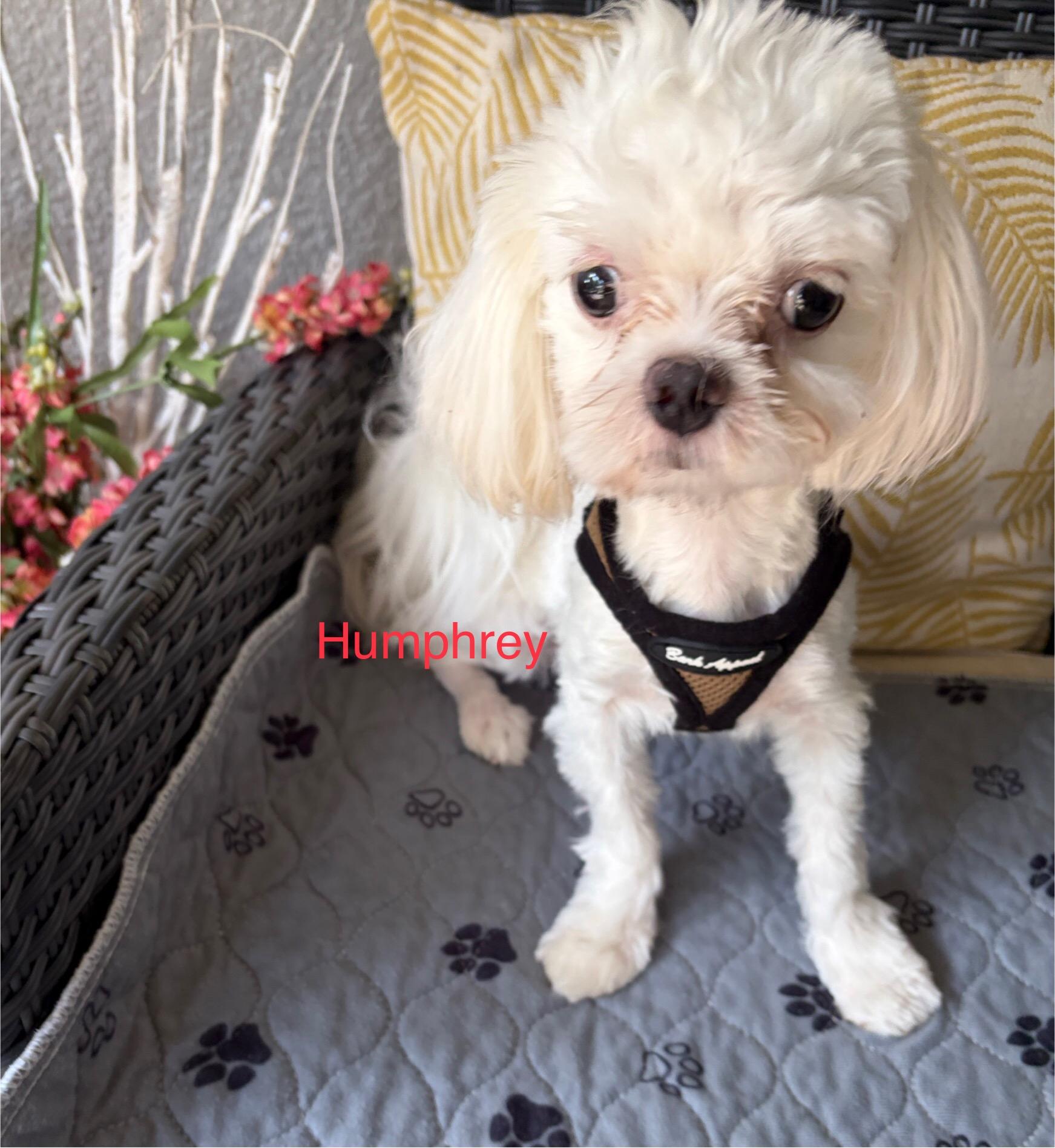 Enlarge Humphrey, a Adopted Maltese in Maitland, FL image 1/3