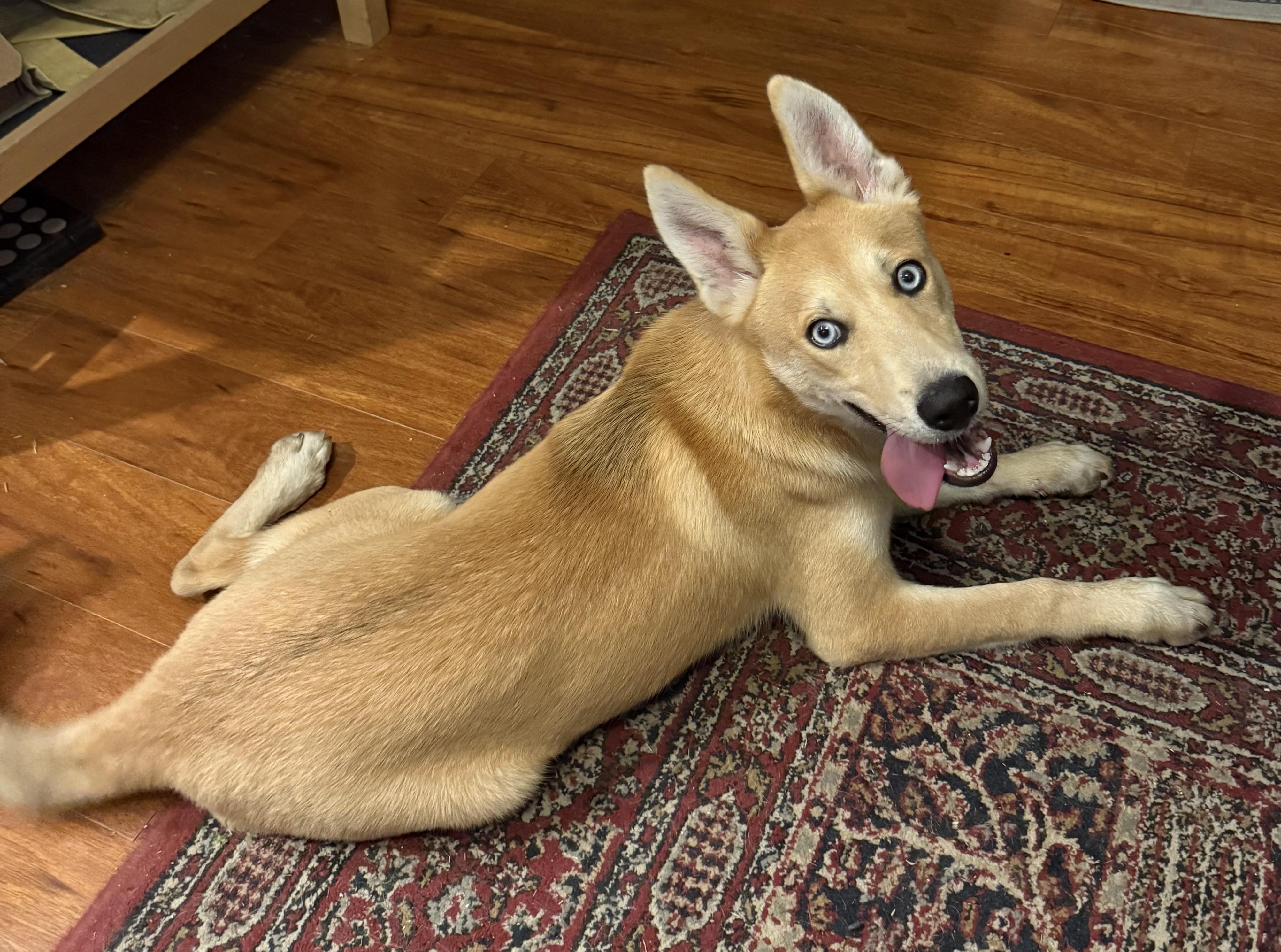 Enlarge Kipper, a Adoptable mixed breed in Petaluma, CA image 2/3