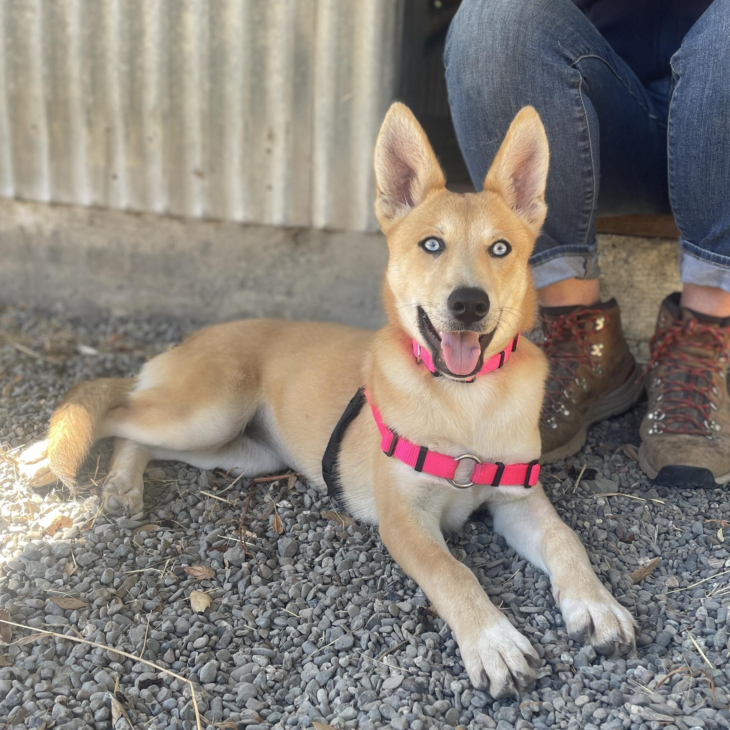 Enlarge Kipper, a Adoptable mixed breed in Petaluma, CA image 1/3