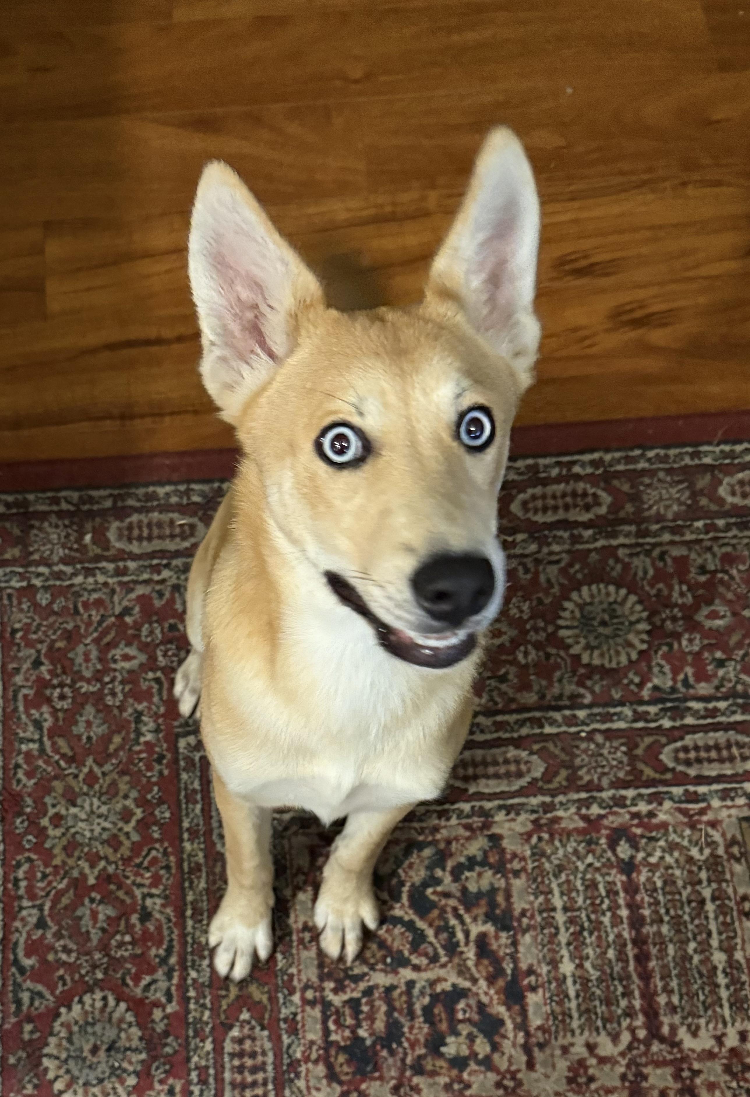 Enlarge Kipper, a Adoptable mixed breed in Petaluma, CA image 3/3