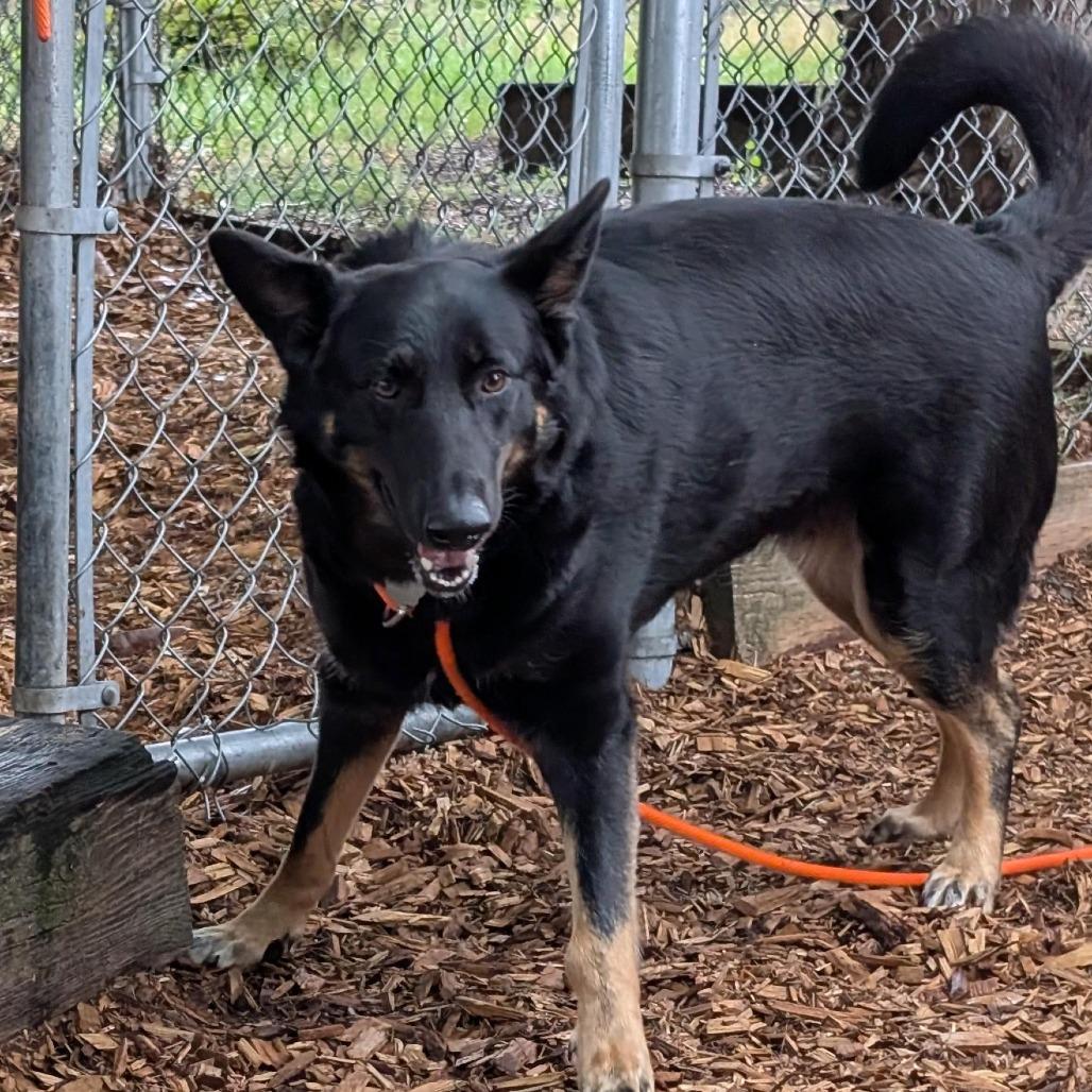 Enlarge Shirley, a Adoptable mixed breed in Tacoma, WA image 1/2
