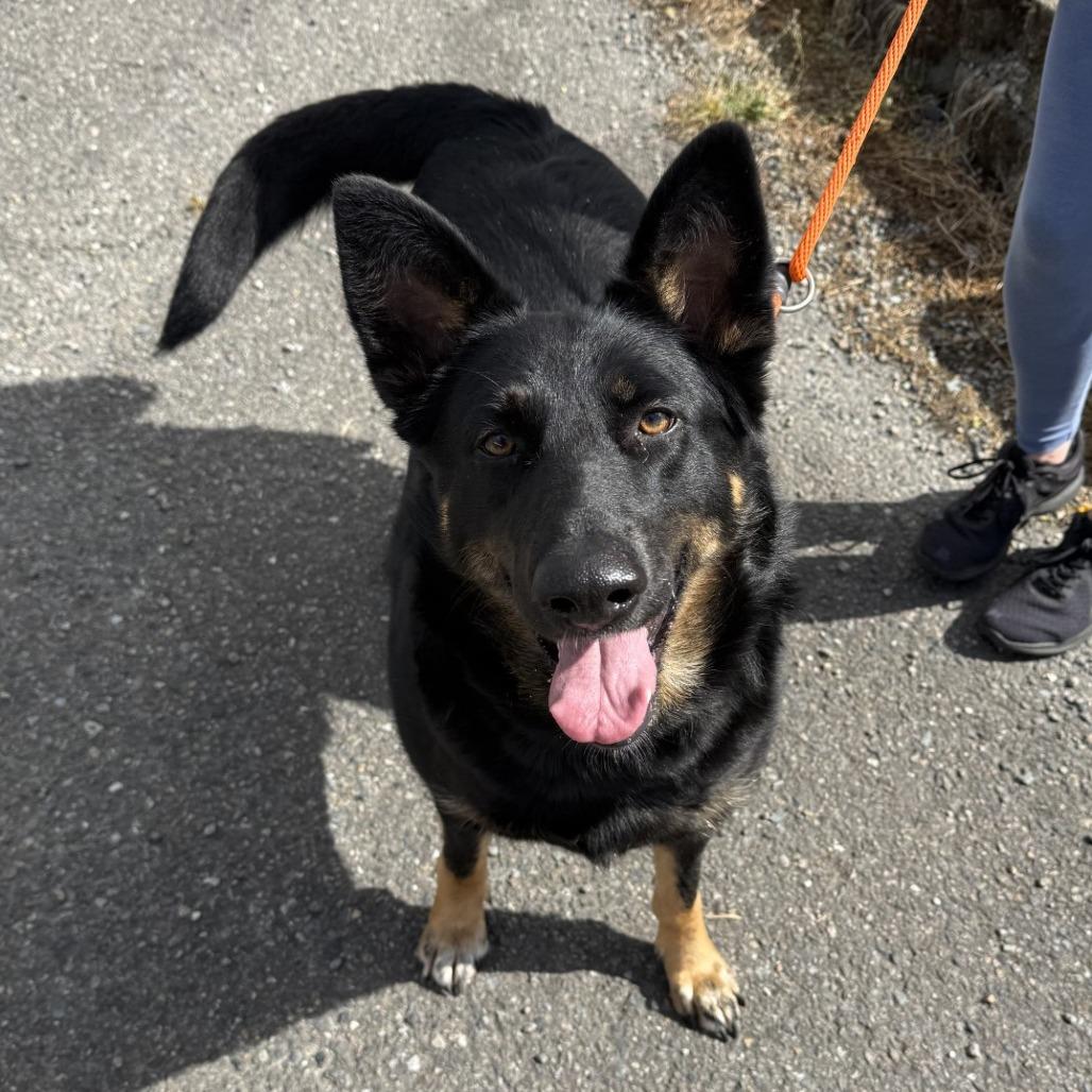 Enlarge Shirley, a Adoptable mixed breed in Tacoma, WA image 2/2