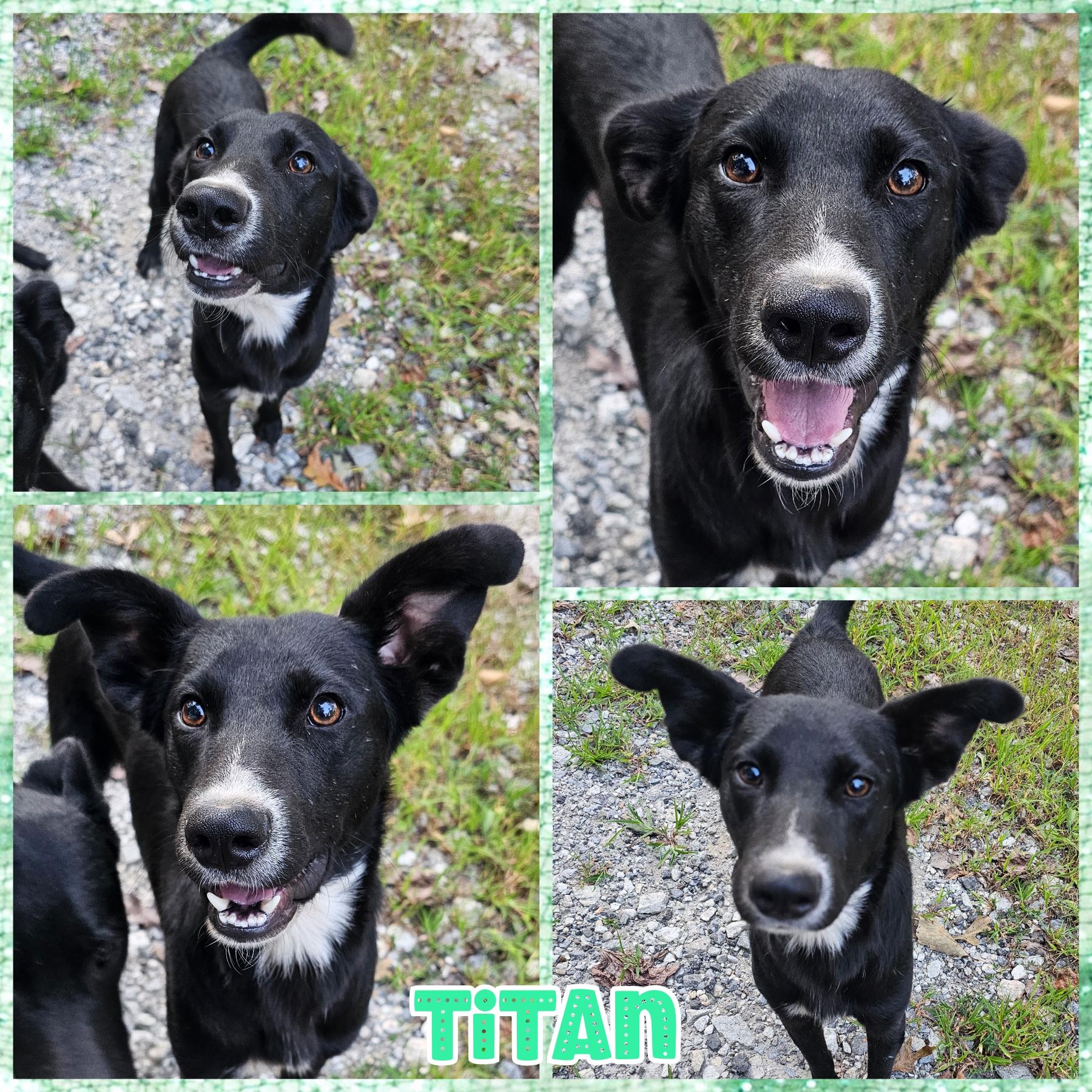 Titan, Adoptable, Young Male Border Collie.