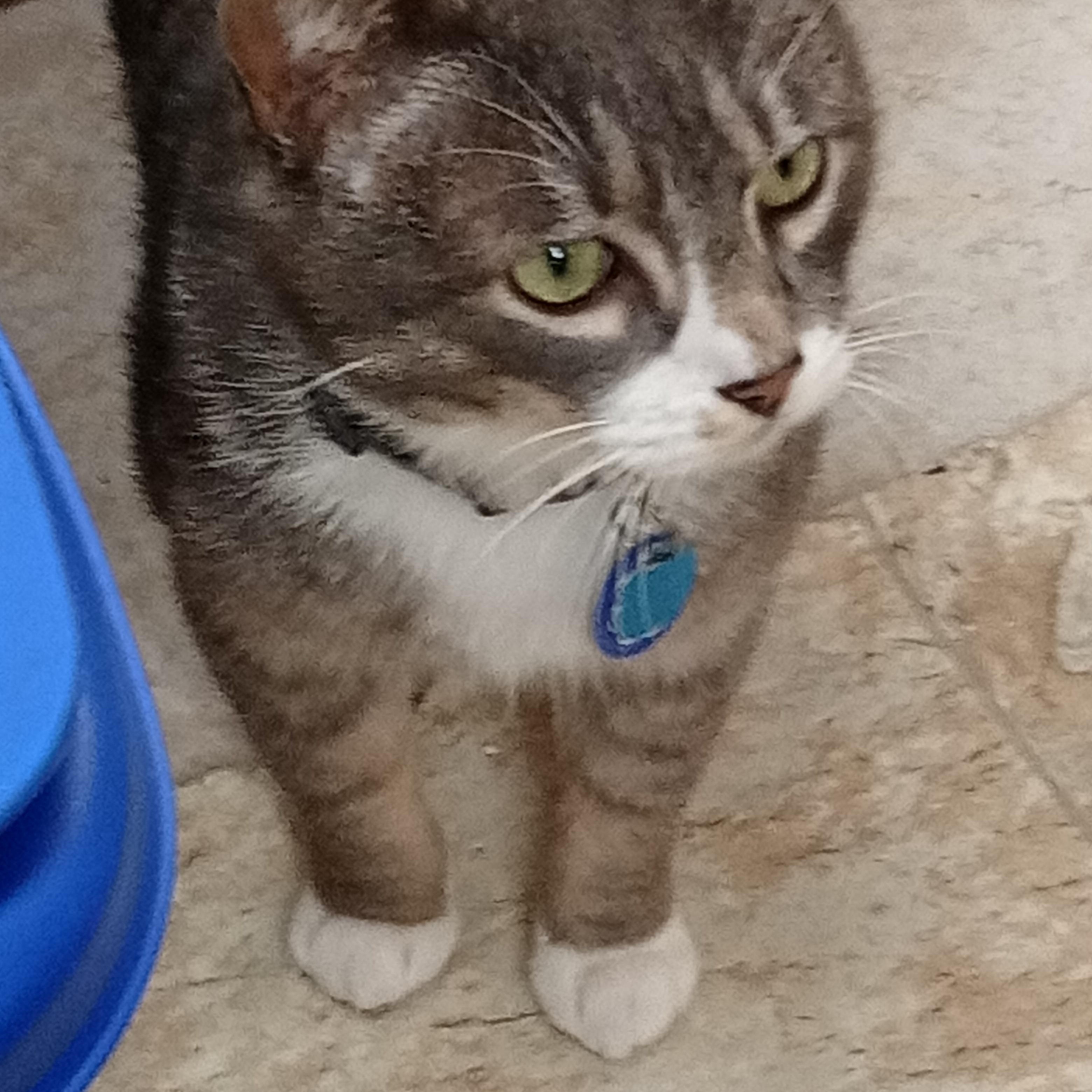 Enlarge Kenny, a Adoptable Domestic Short Hair in Chehalis, WA image 2/6