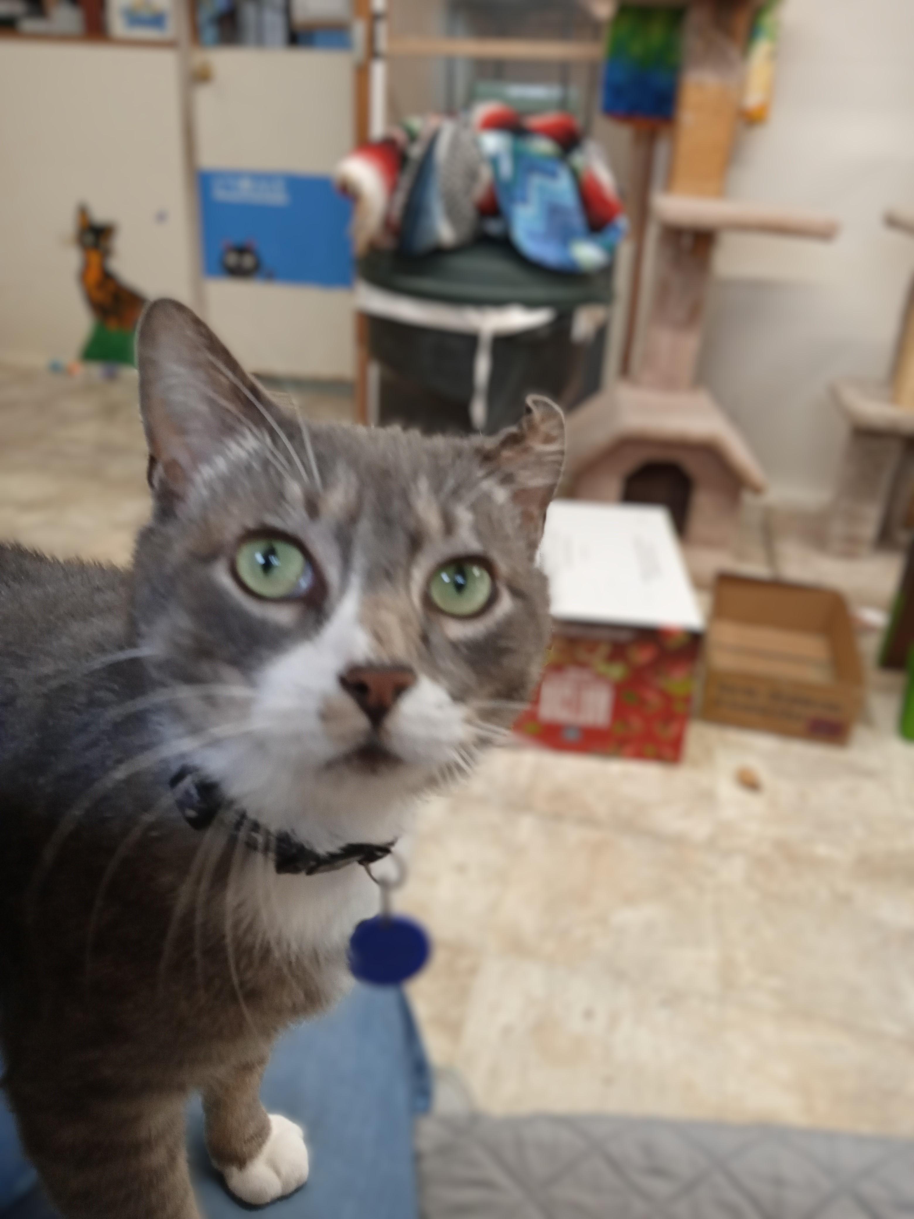 Enlarge Kenny, a Adoptable Domestic Short Hair in Chehalis, WA image 6/6