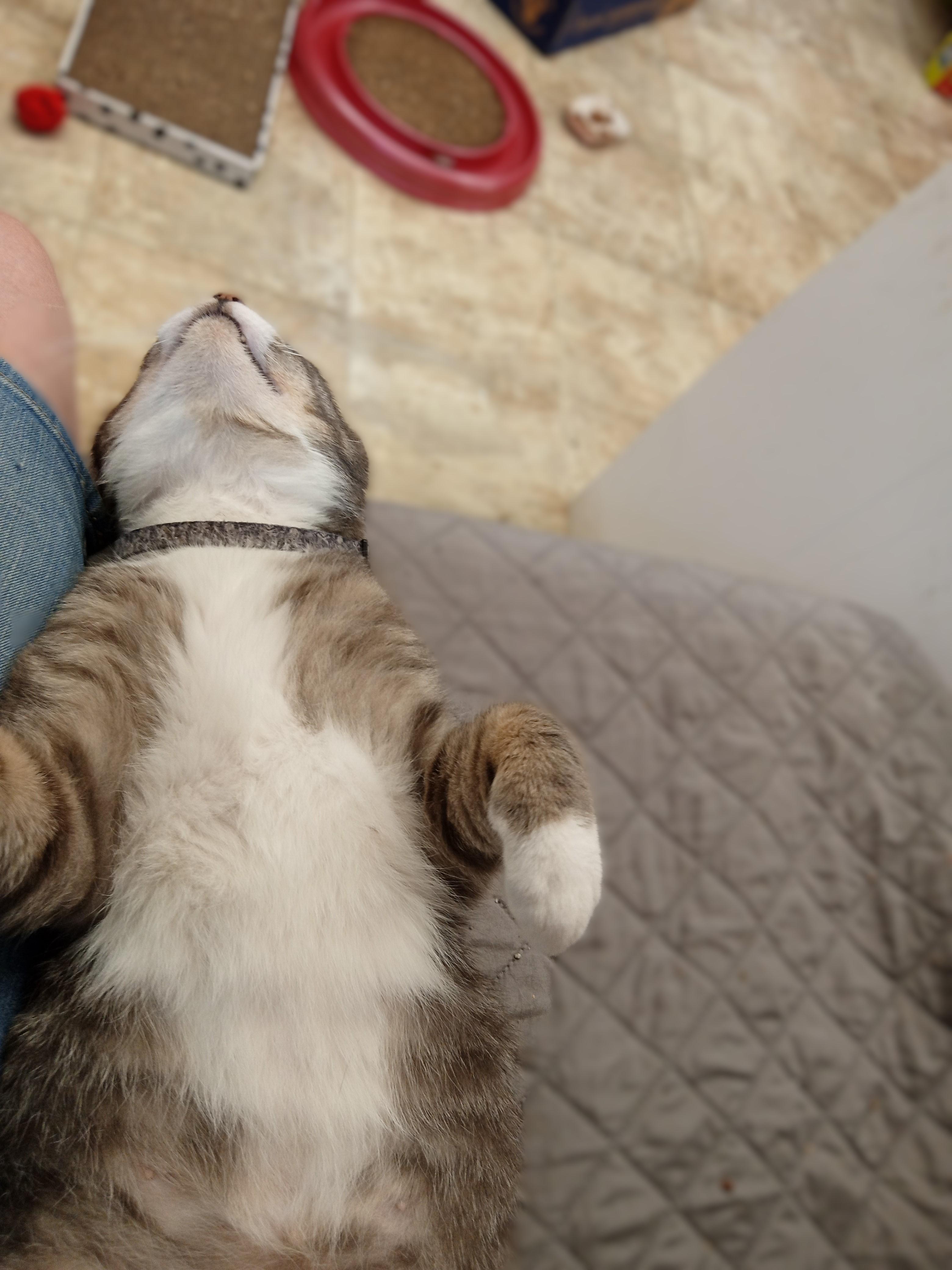 Enlarge Kenny, a Adoptable Domestic Short Hair in Chehalis, WA image 3/6