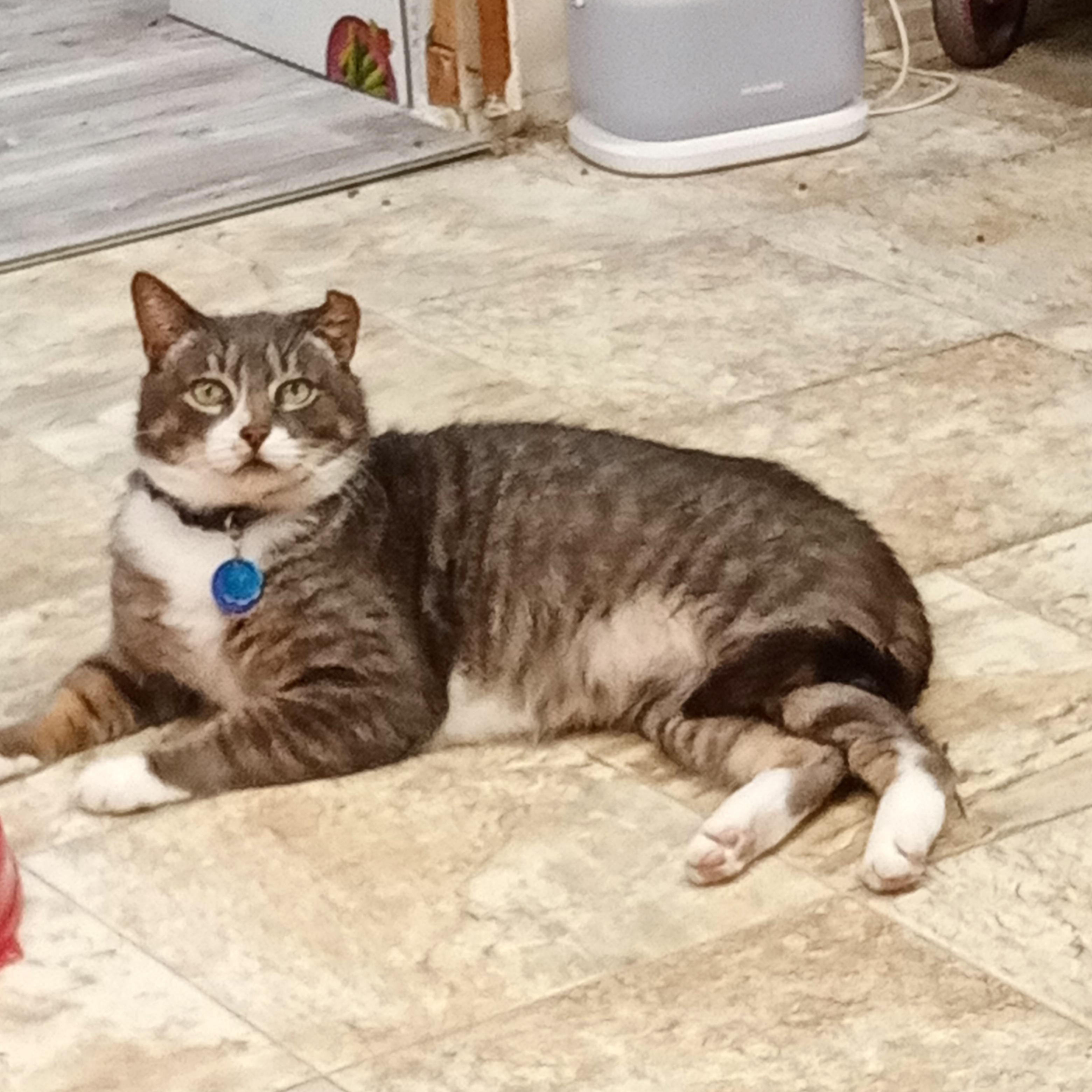 Kenny, Adoptable, Adult Male Domestic Short Hair.