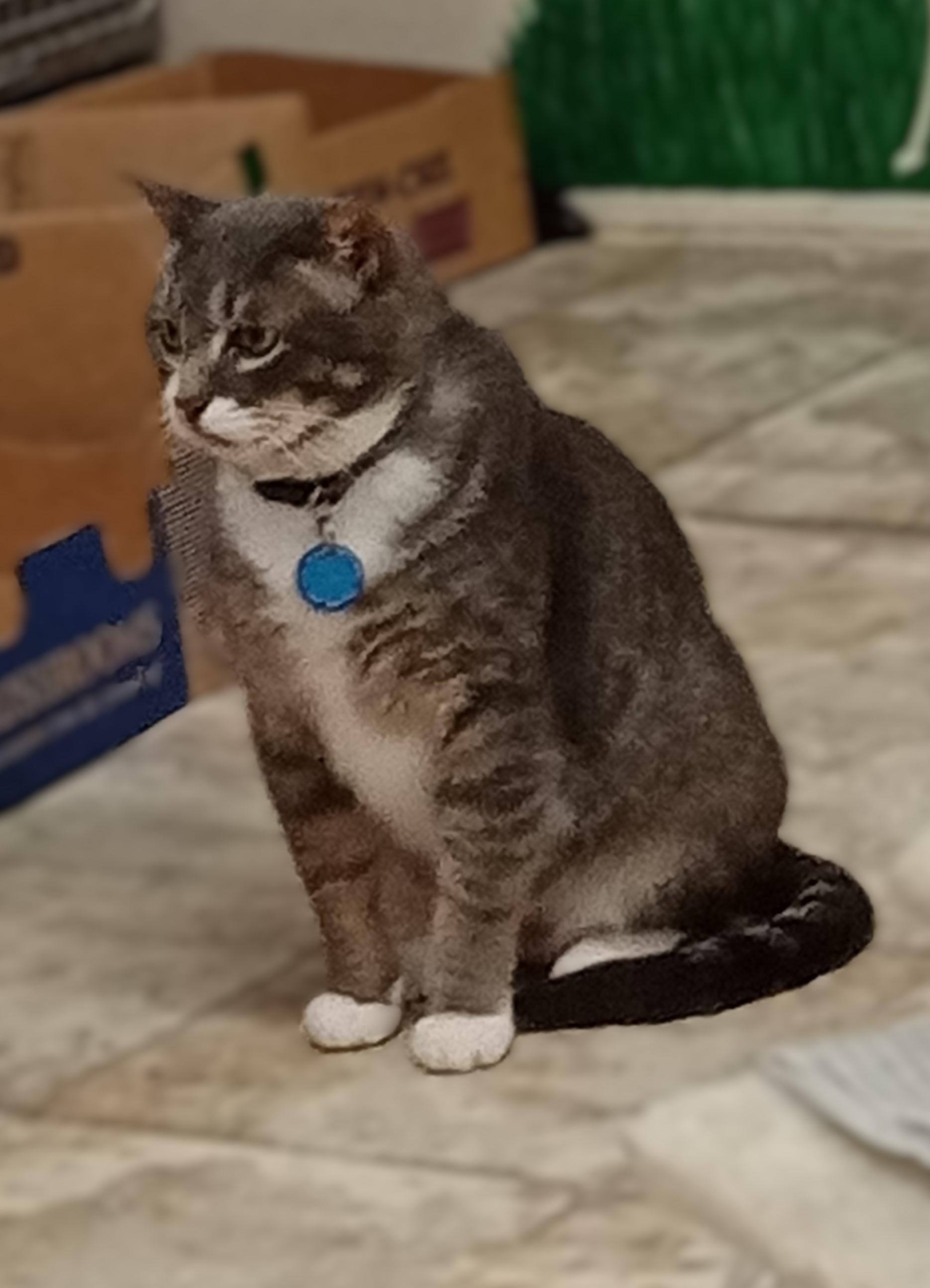 Enlarge Kenny, a Adoptable Domestic Short Hair in Chehalis, WA image 4/6